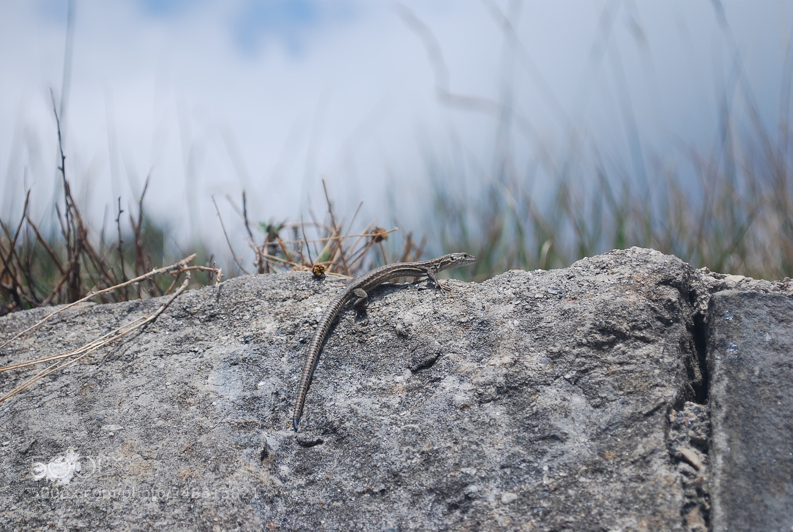 Nikon D60 sample photo. Rocky lizard photography