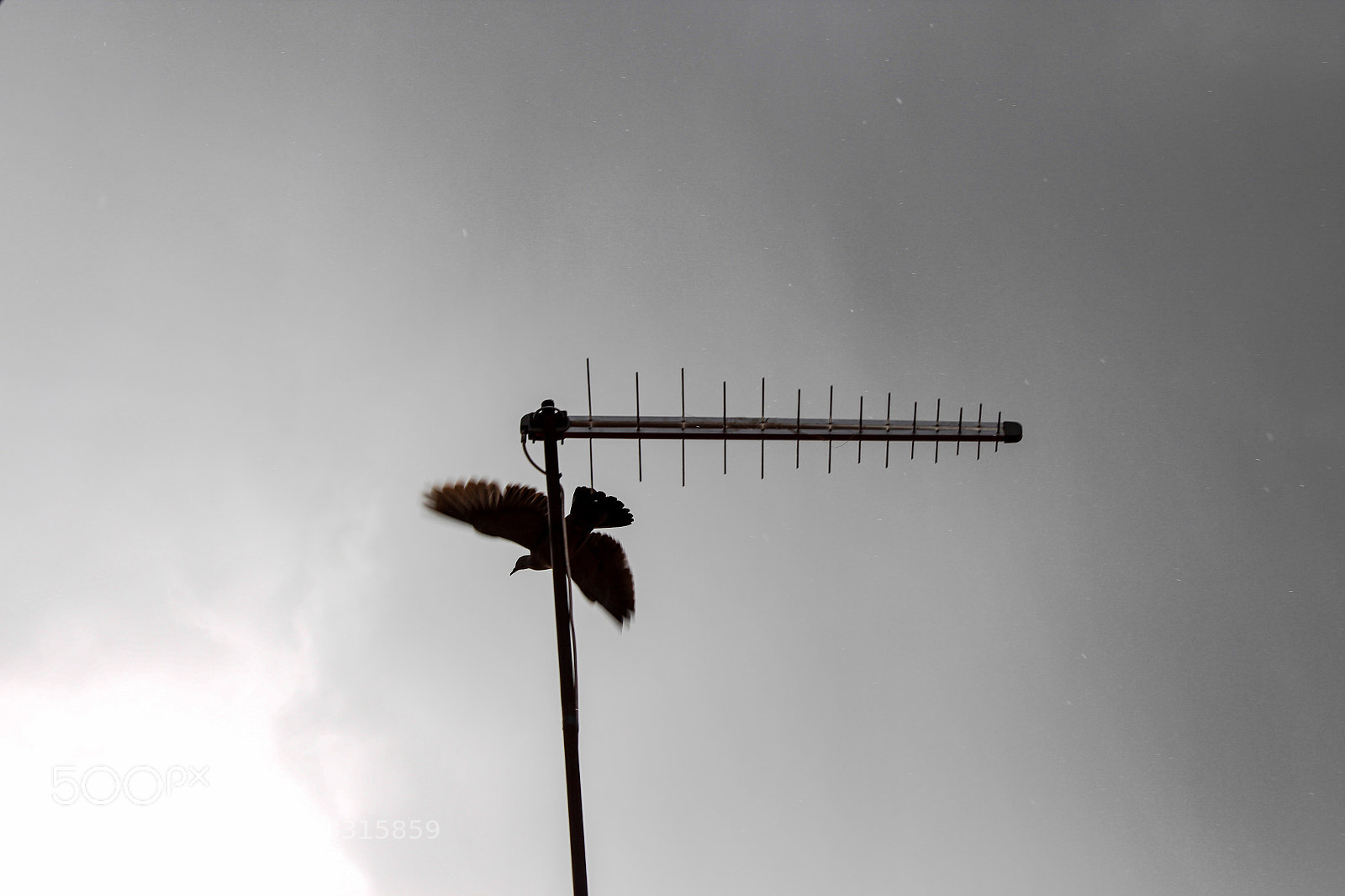 Canon EOS 700D (EOS Rebel T5i / EOS Kiss X7i) sample photo. Roman eagle photography