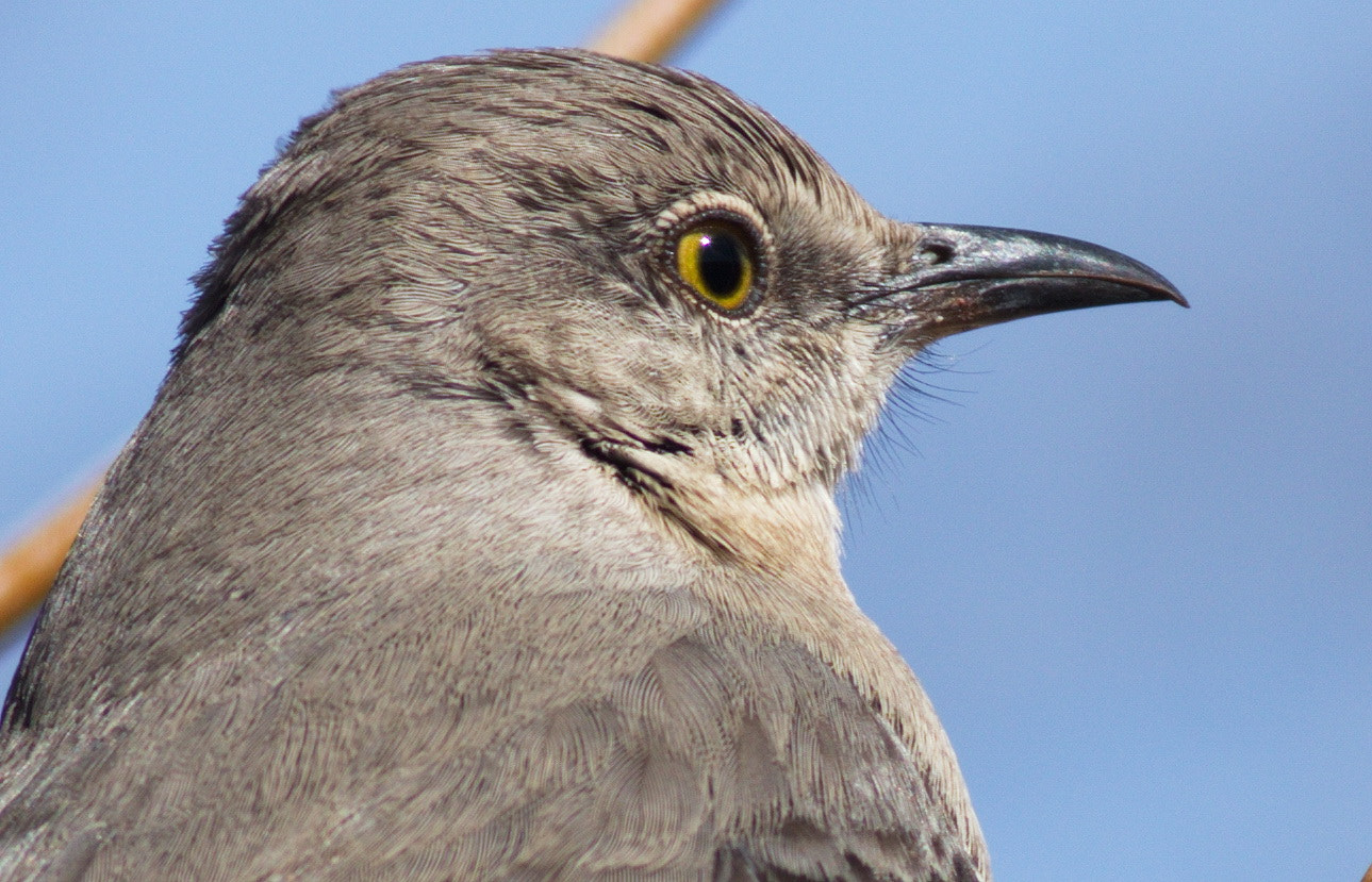 Canon EOS 7D Mark II sample photo. Portrait of a mockingbird photography