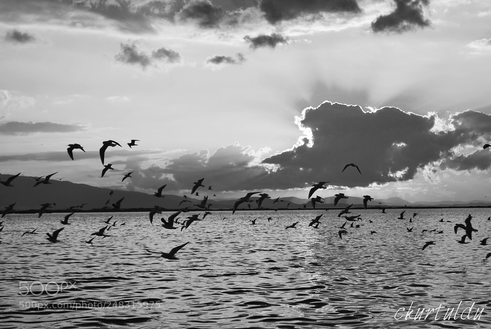 Nikon D60 sample photo. Seagulls photography