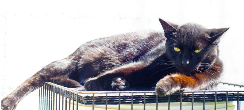 Nikon D3100 sample photo. Untitled photography