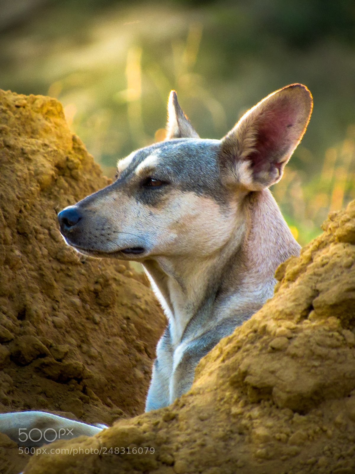 Canon PowerShot SX530 HS sample photo. Wild dog photography