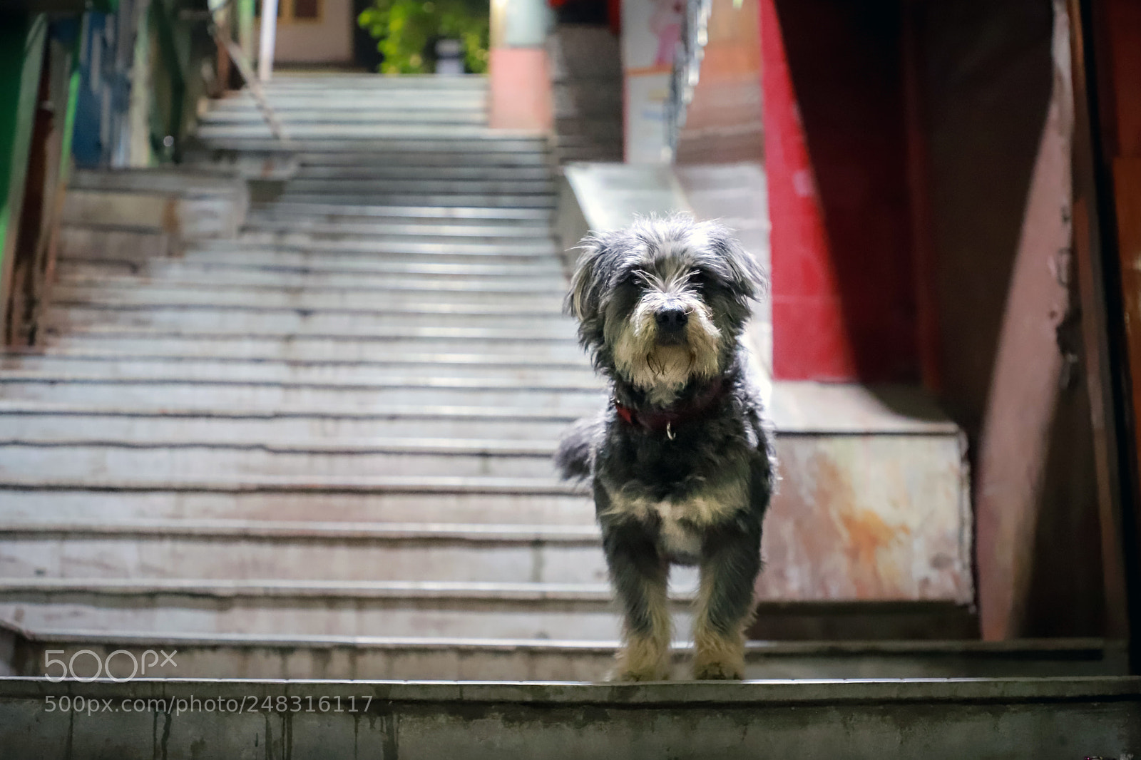 Canon EOS 6D Mark II sample photo. Hey there! photography