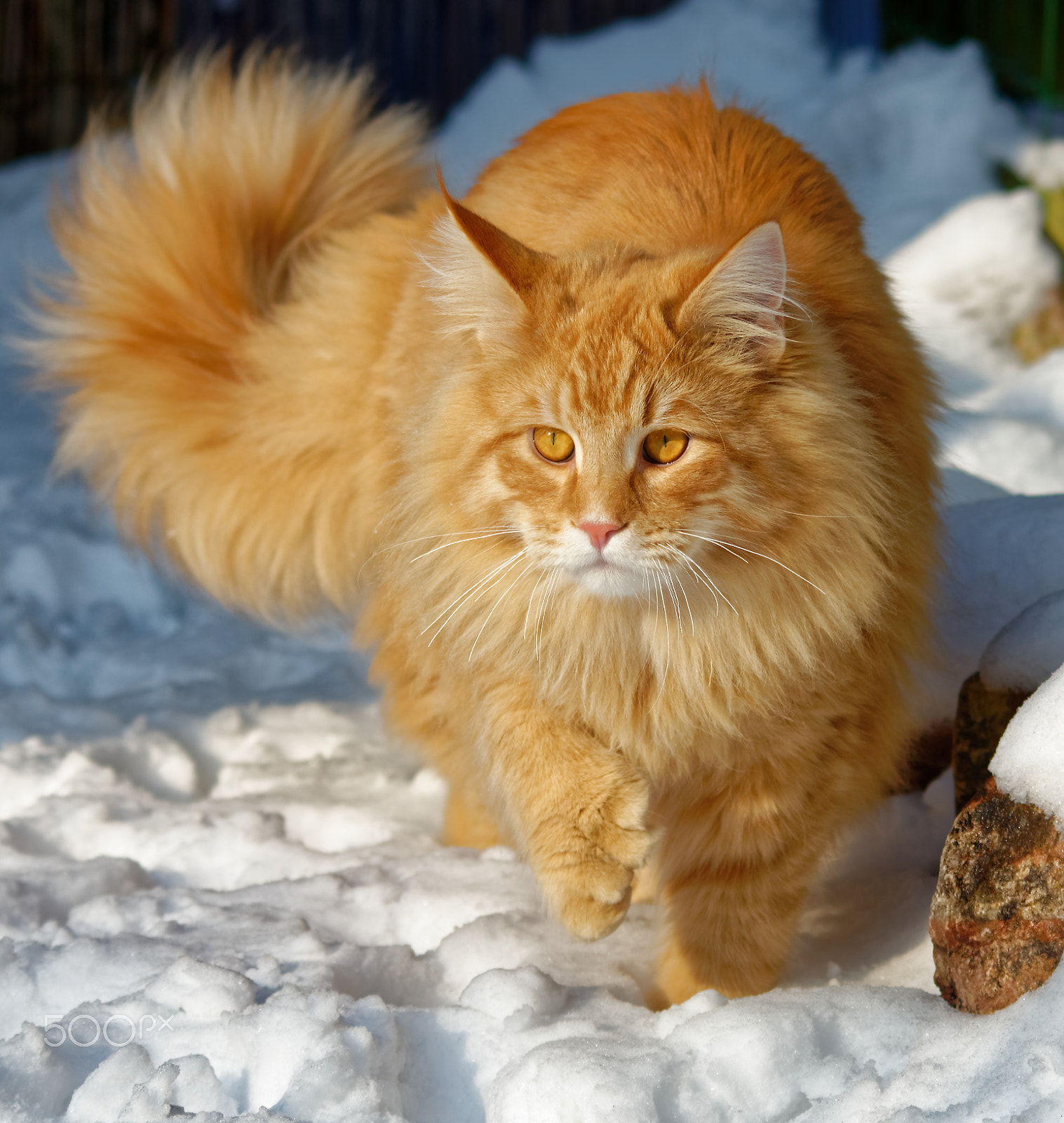 Nikon D600 + AF Nikkor 70-210mm f/4-5.6D sample photo. Ginger  main coon cat photography