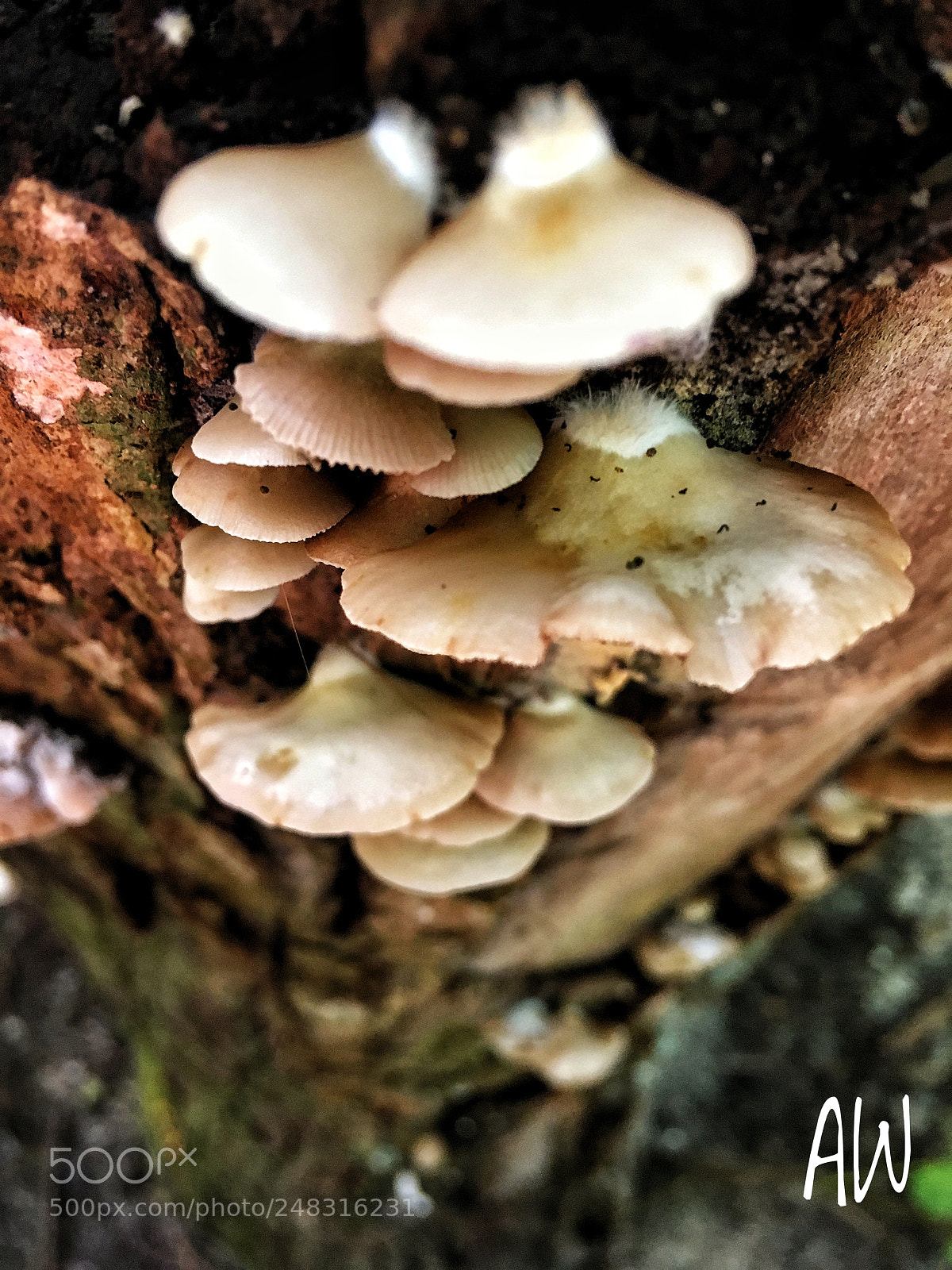 Apple iPhone 6s Plus sample photo. Untitled photography