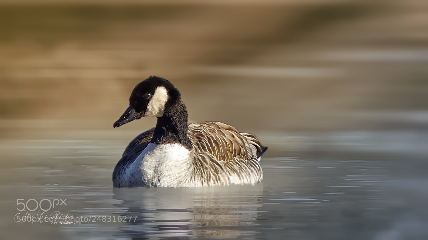 Panasonic Lumix DMC-FZ300 sample photo. Goose photography