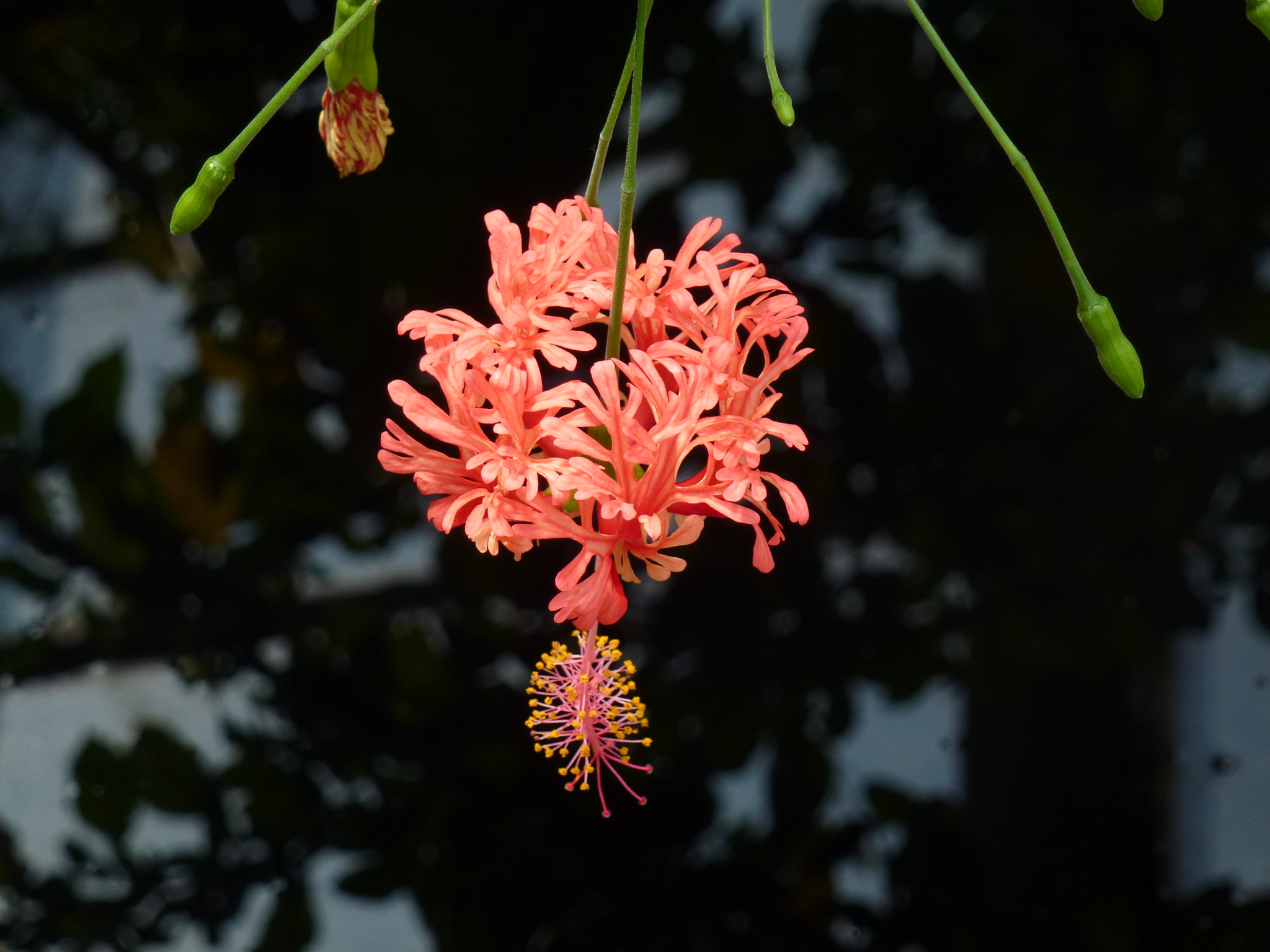 Panasonic DMC-ZS10 sample photo. Flower photography