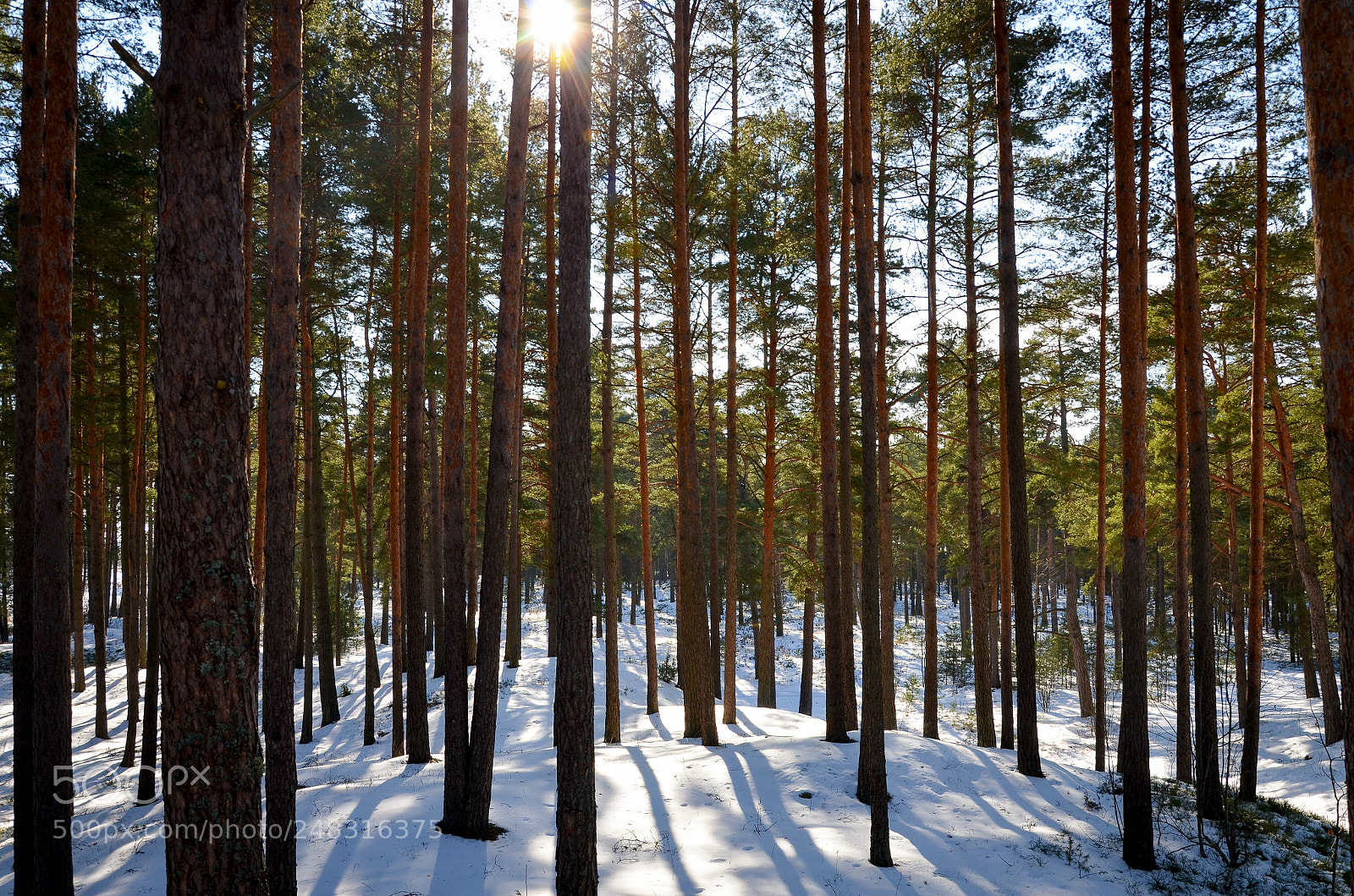 Nikon D5100 sample photo. Winter forest photography