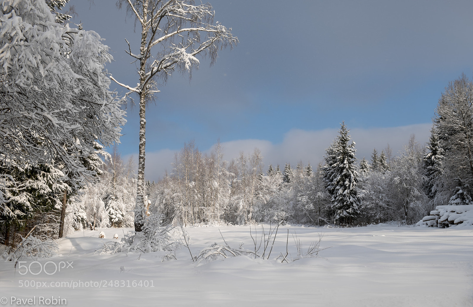 Nikon D810 sample photo. Winter forest photography