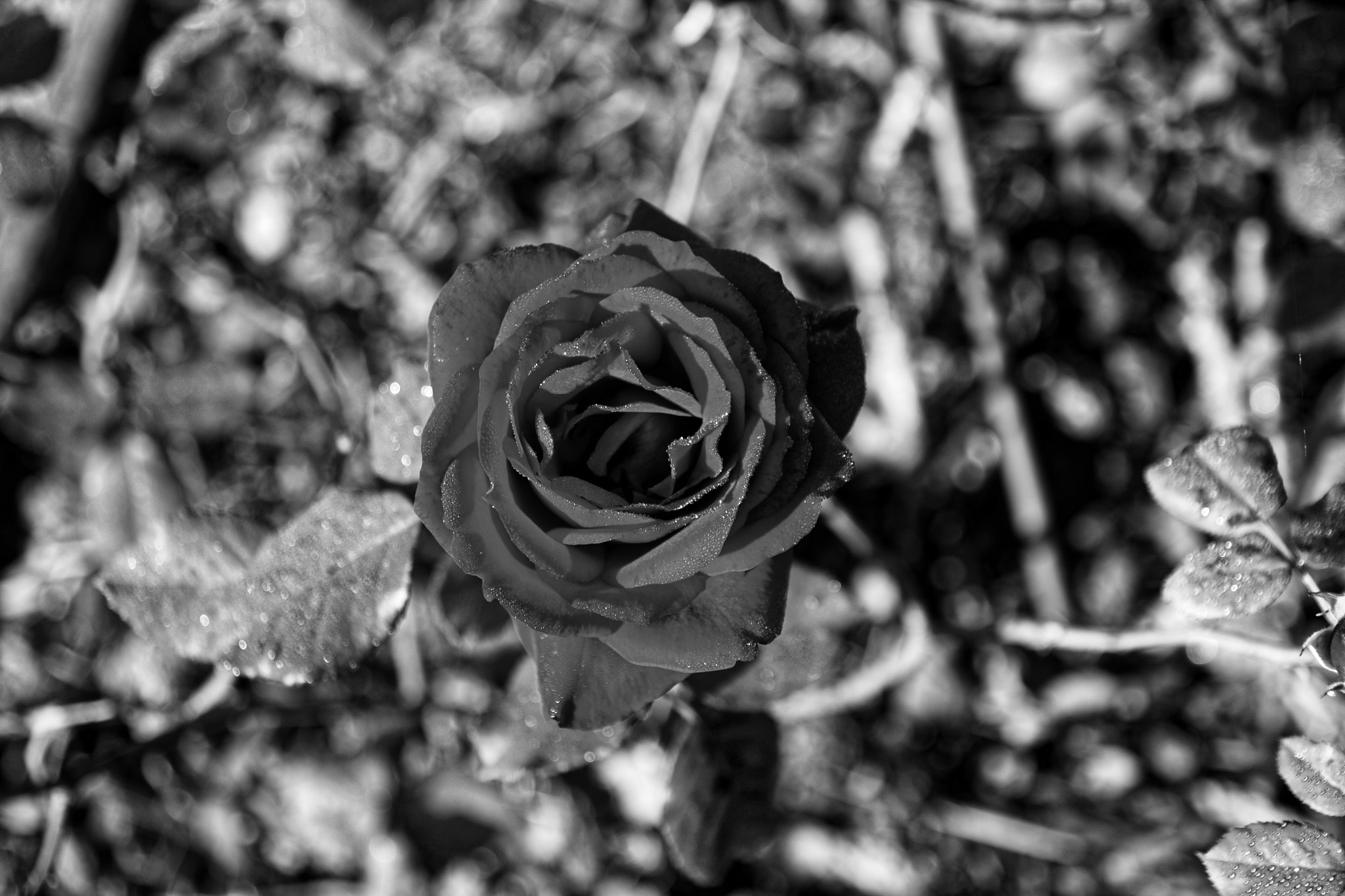 Sigma 17-70mm F2.8-4 DC Macro OS HSM sample photo. Black rose photography