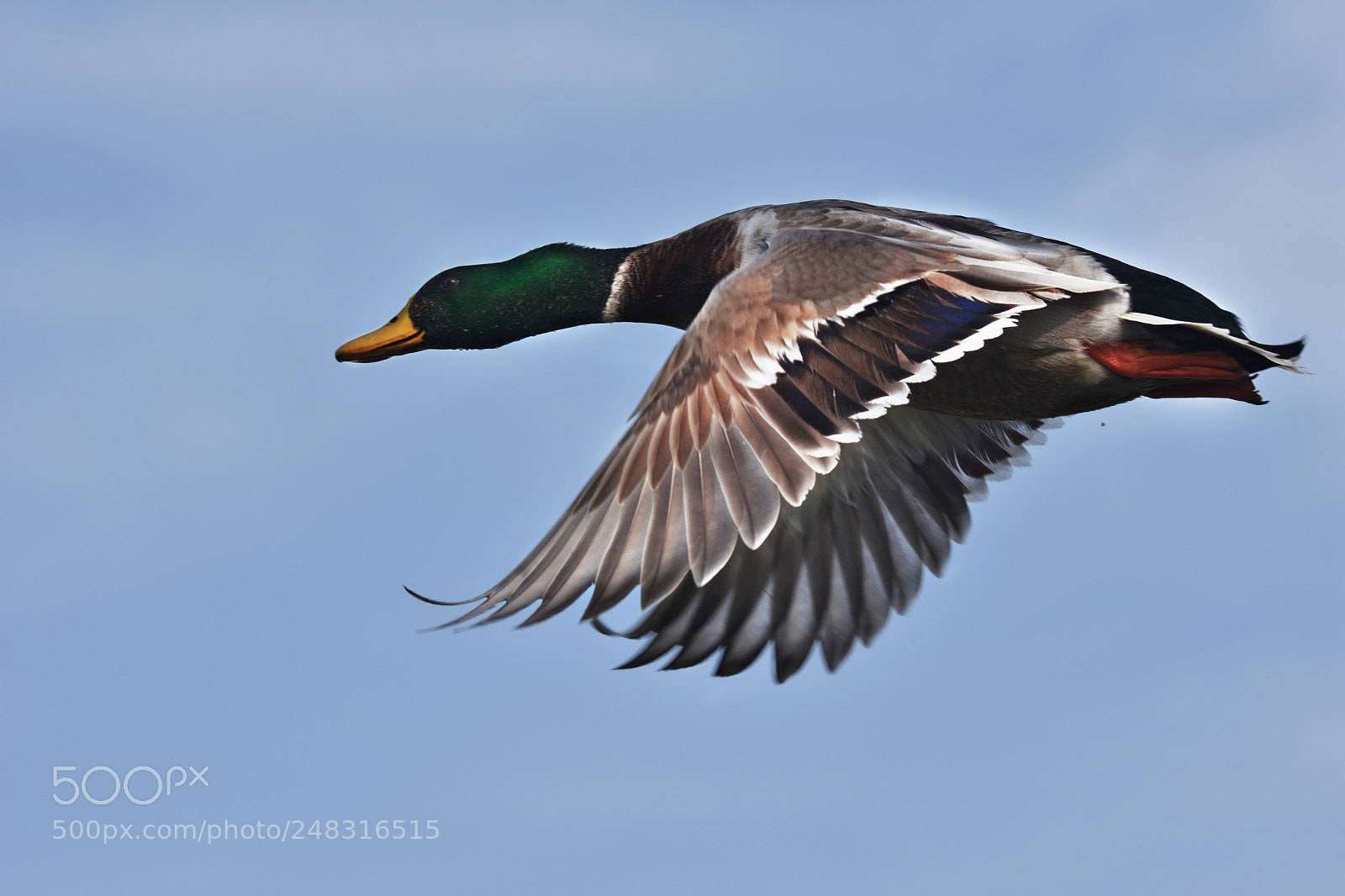 Nikon D7200 sample photo. Colorful mallard in flight  photography