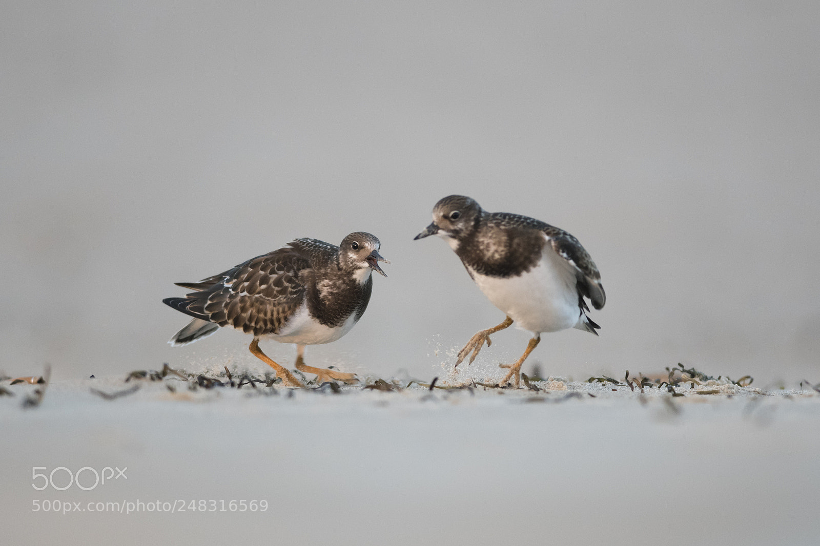 Nikon D500 sample photo. Ruddy turnstones photography