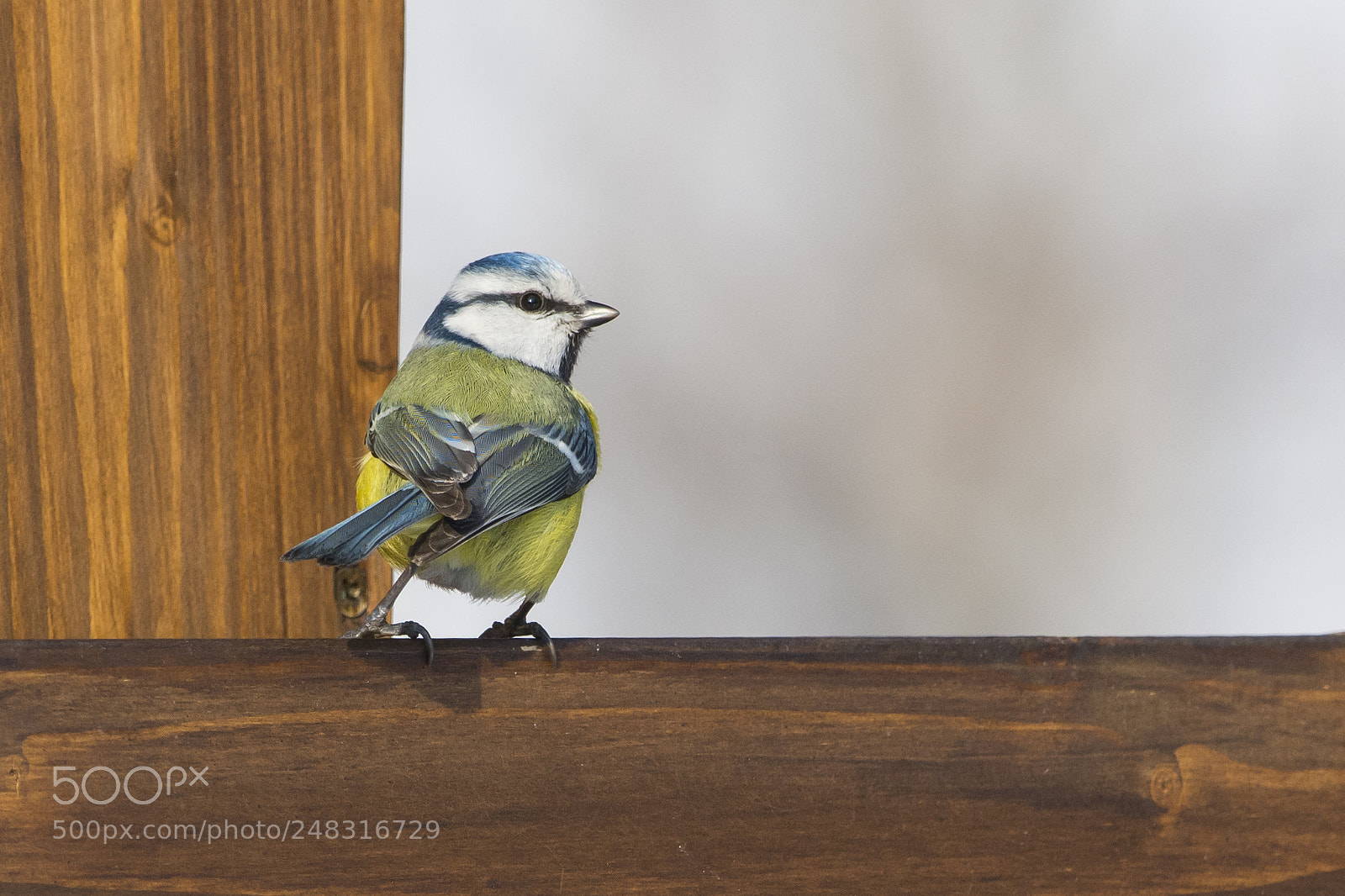 Nikon D7100 sample photo. Eurasian blue tit photography
