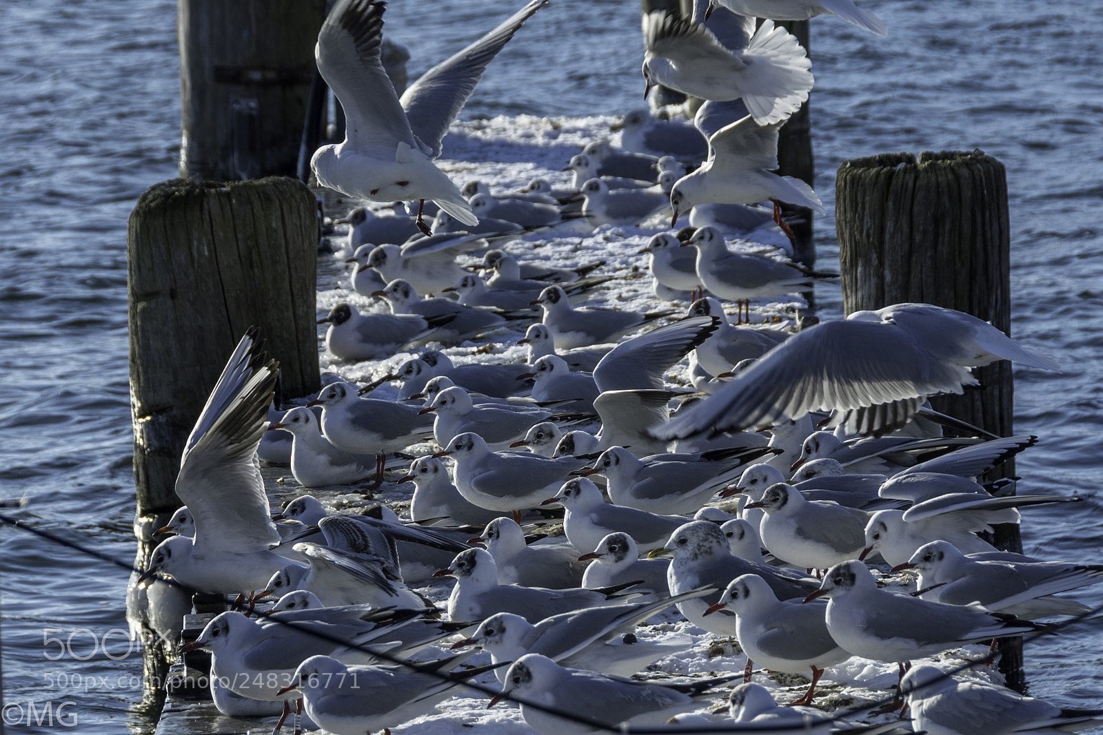 Nikon D500 sample photo. Meeting point footbritge photography