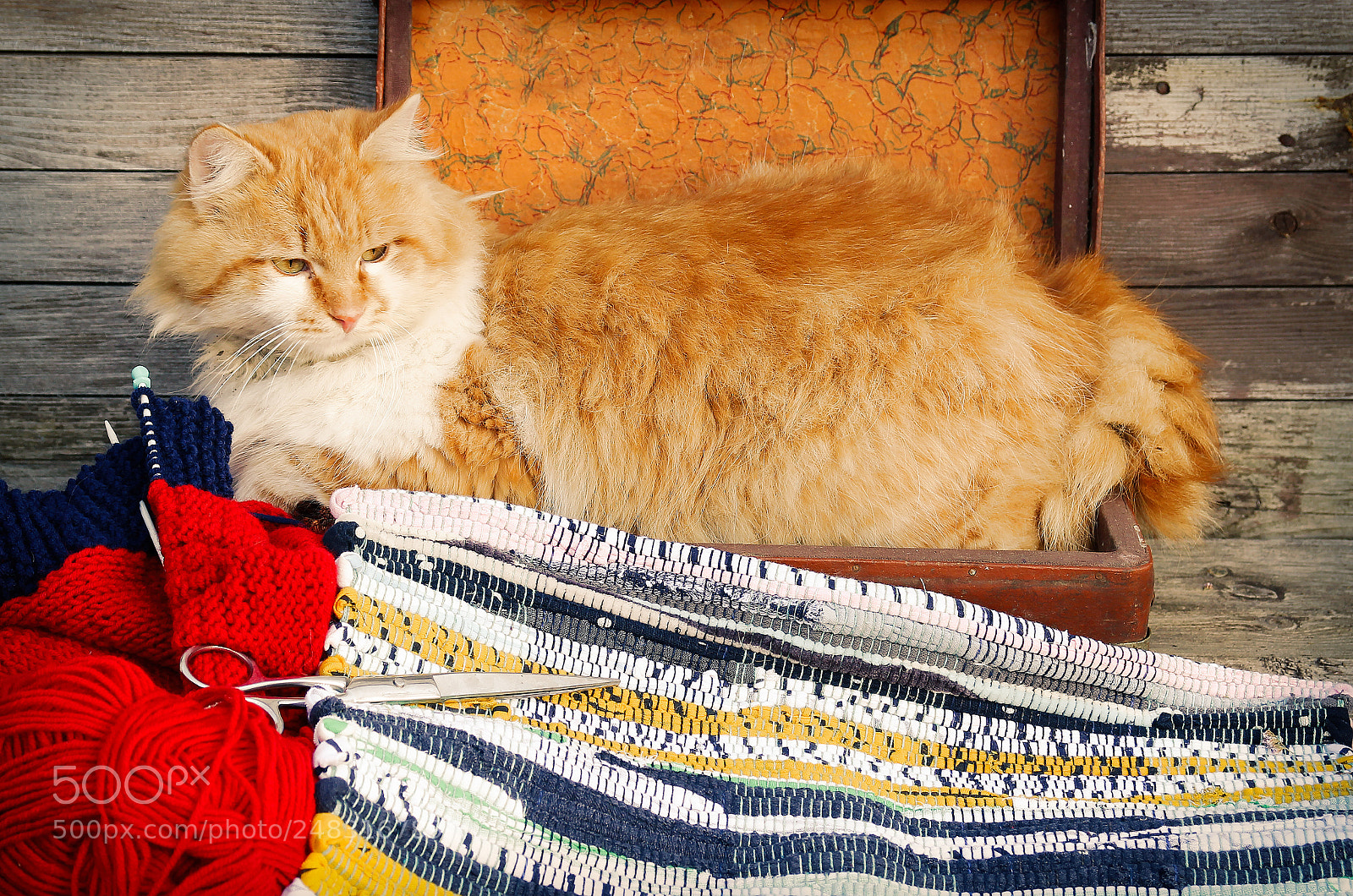Canon EOS 600D (Rebel EOS T3i / EOS Kiss X5) sample photo. Cat and thread photography