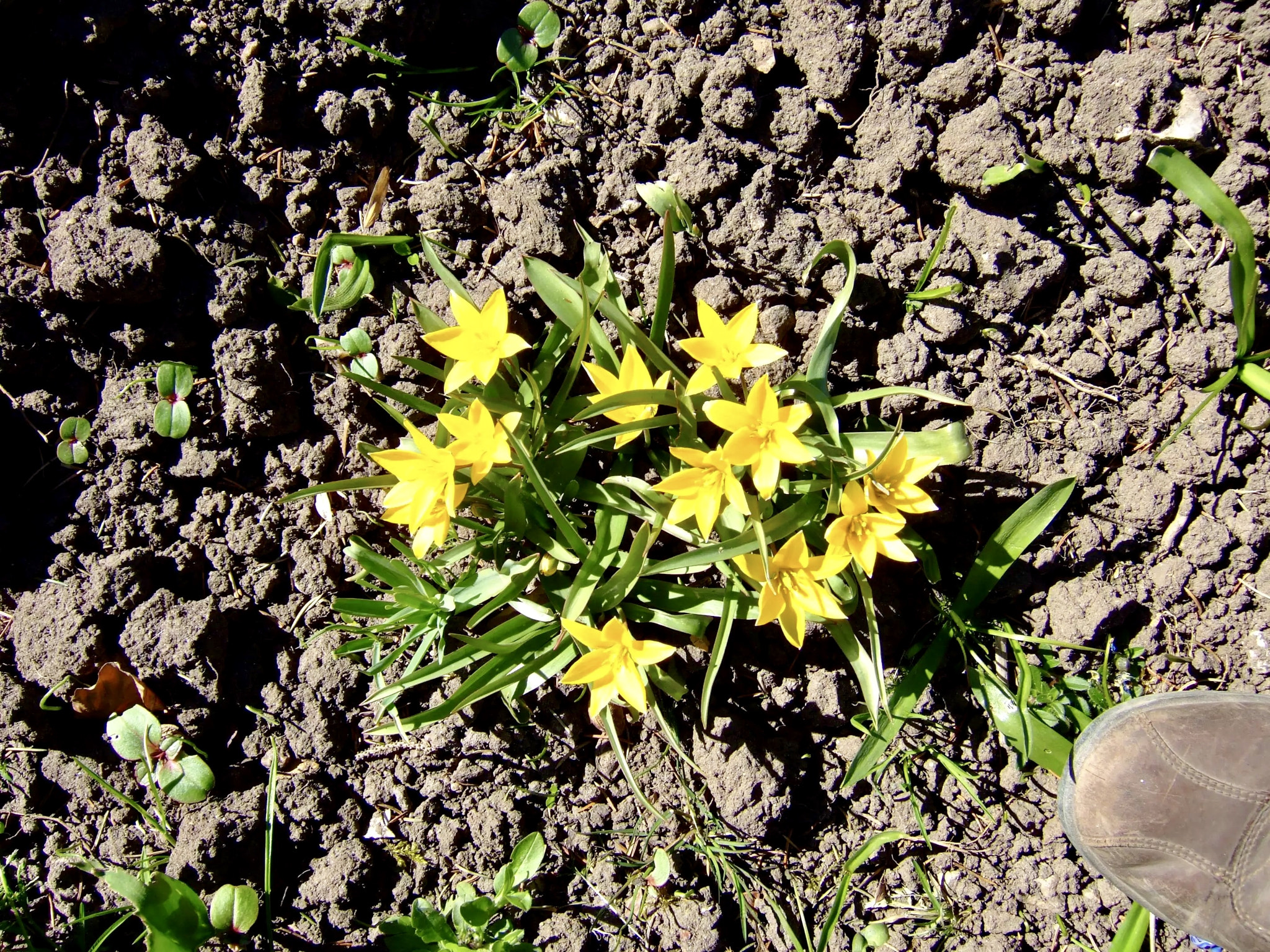 Fujifilm FinePix F11 sample photo. Some flowers in lund, sweden photography
