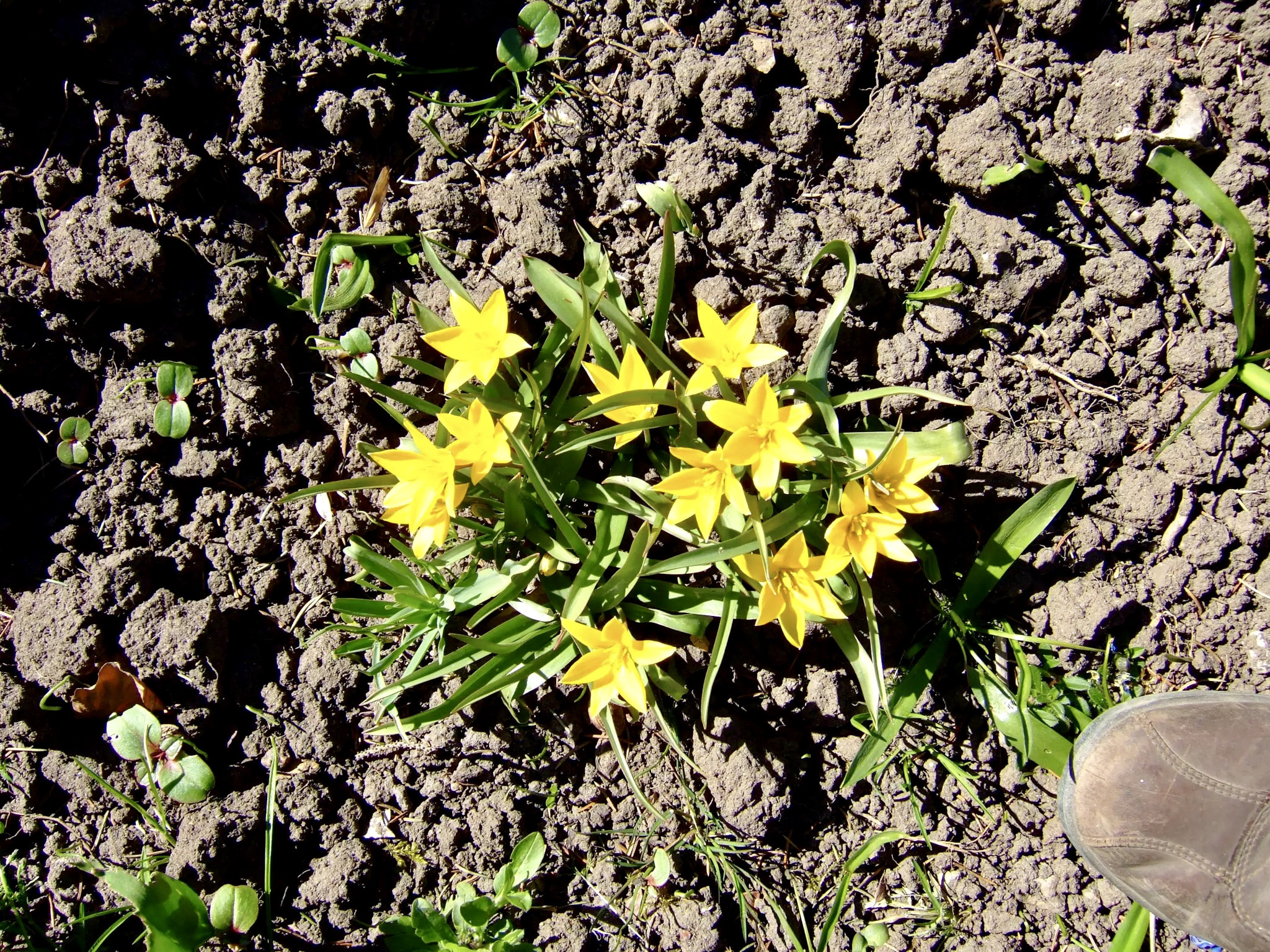 Fujifilm FinePix F11 sample photo. Some flowers in lund, sweden photography