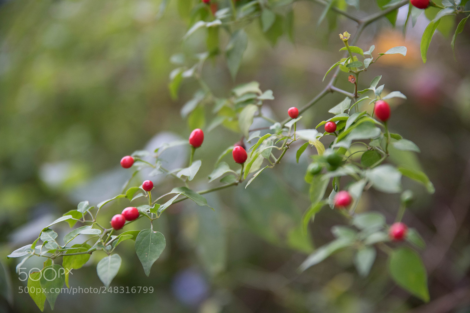 Nikon D850 sample photo. 37629082274.jpg photography