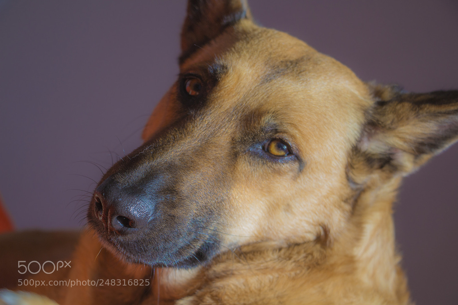 Canon EOS 700D (EOS Rebel T5i / EOS Kiss X7i) sample photo. Cutest dog photography