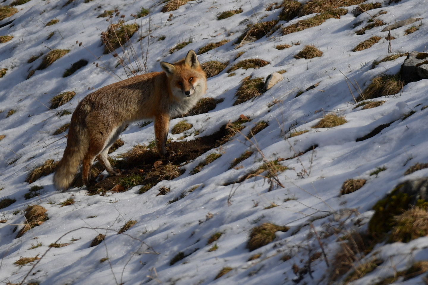 Nikon D5 + Sigma 150-600mm F5-6.3 DG OS HSM | S sample photo. Renard photography