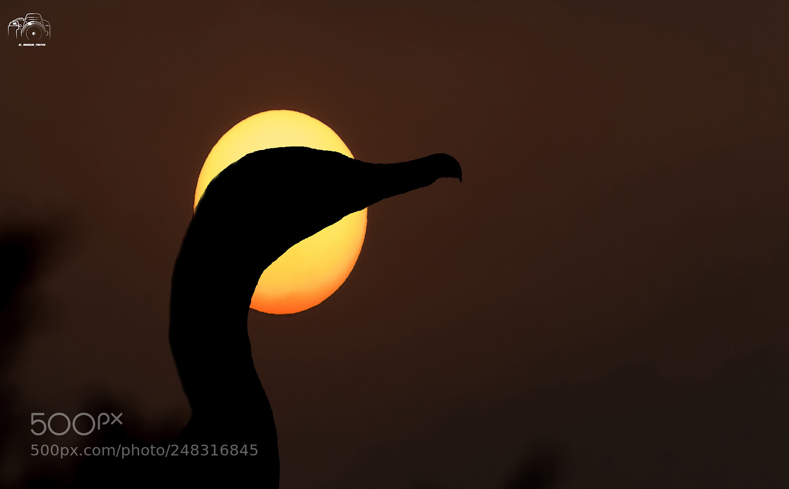 Canon EOS 7D Mark II sample photo. Untitled photography