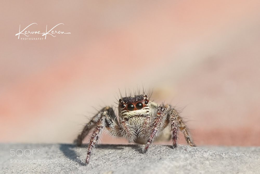 Sony a99 II sample photo. Chubby spider !!! photography