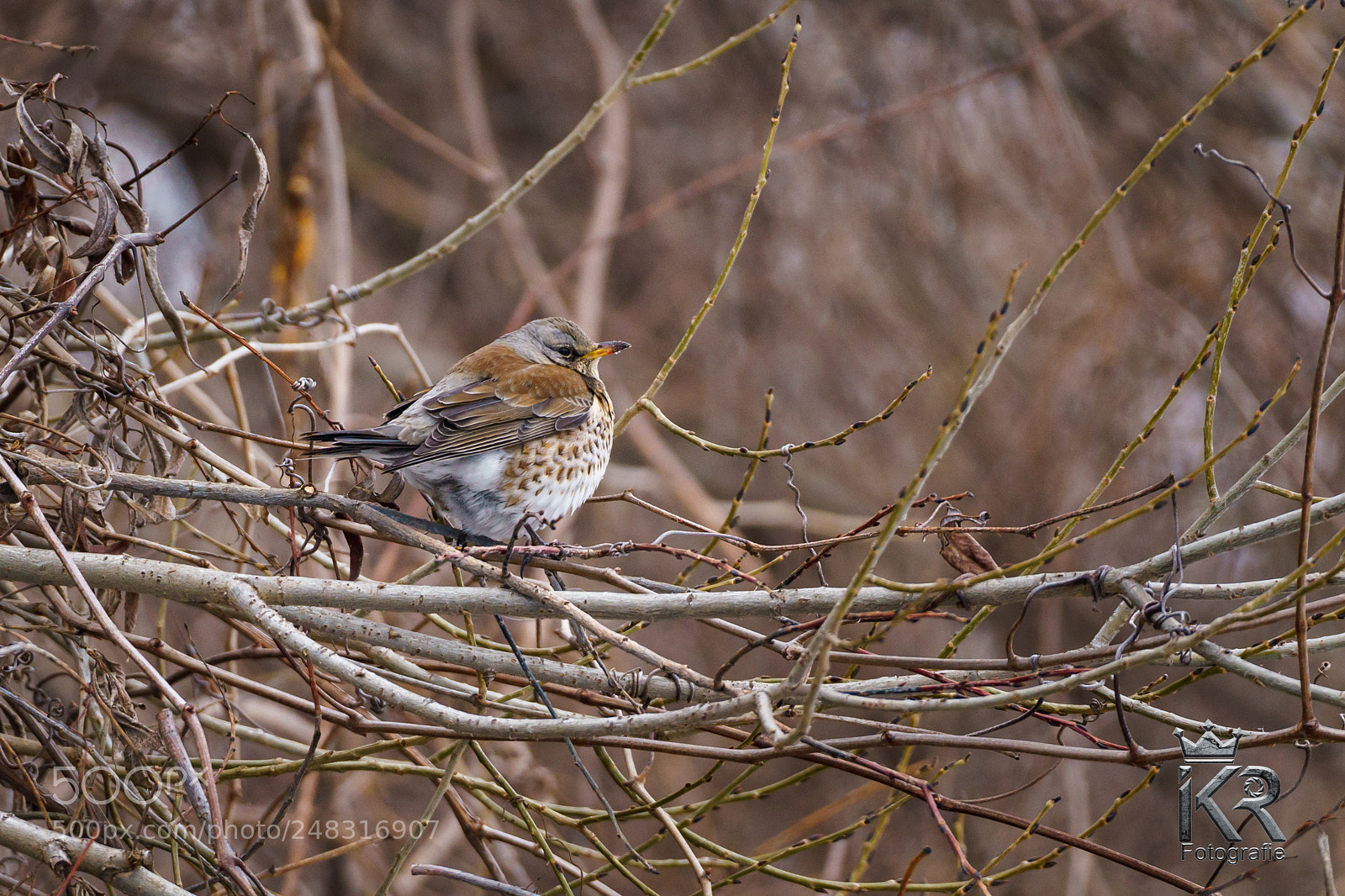 Sony a7 II sample photo. Wacholderdrossel photography