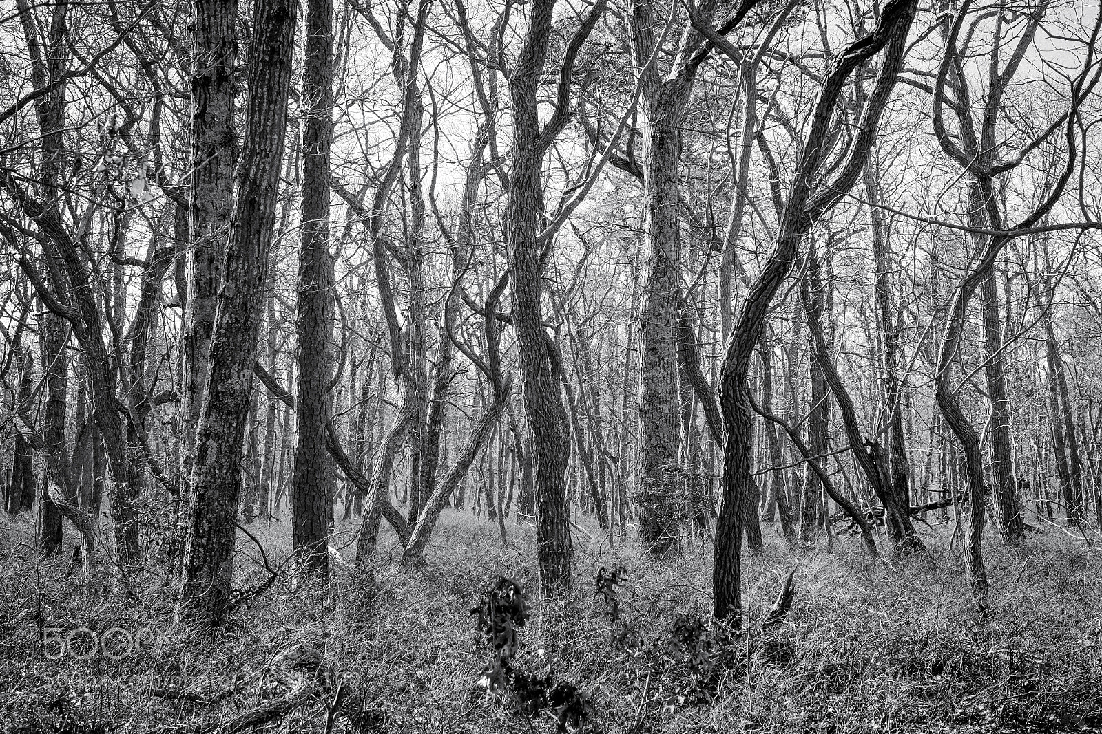 Fujifilm X-Pro1 sample photo. Lizard tail swamp photography