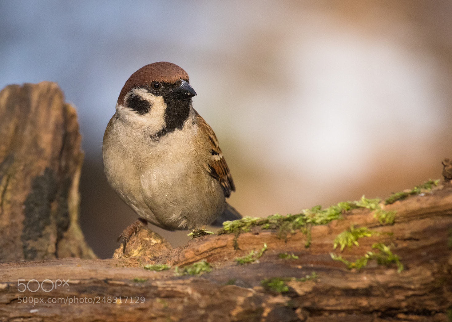 Canon EOS 7D Mark II sample photo. Sparrow photography
