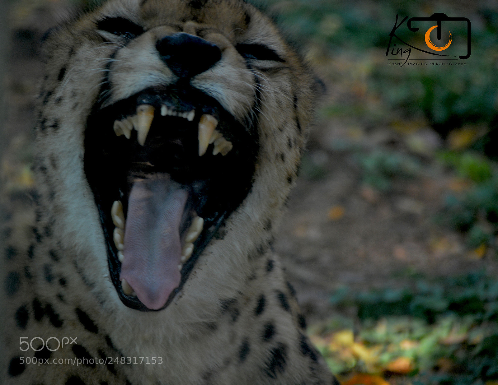 Nikon D5200 sample photo. Hungry?? photography