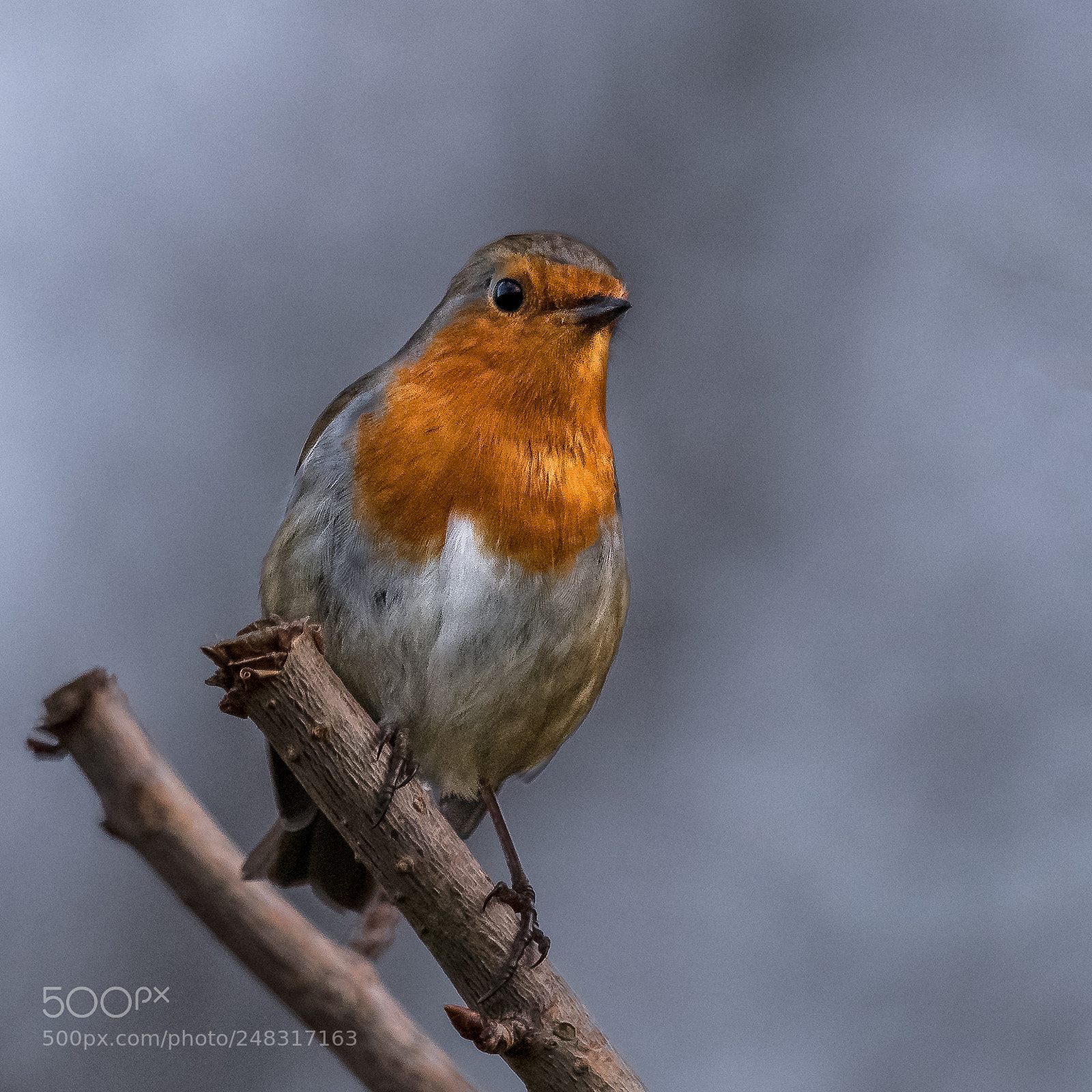 Nikon D850 sample photo. Winter robin photography
