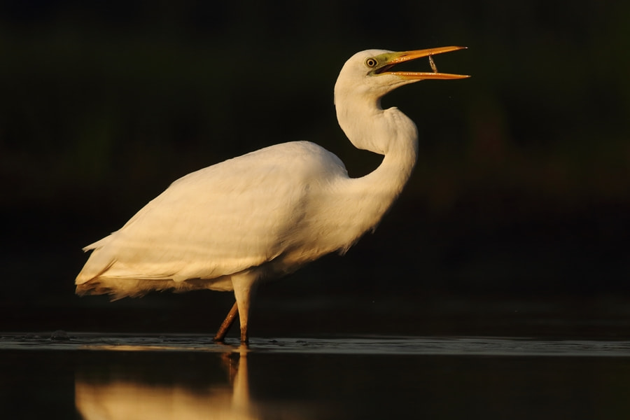 Canon EOS 60D + Canon EF 400mm F5.6L USM sample photo. Great egret photography