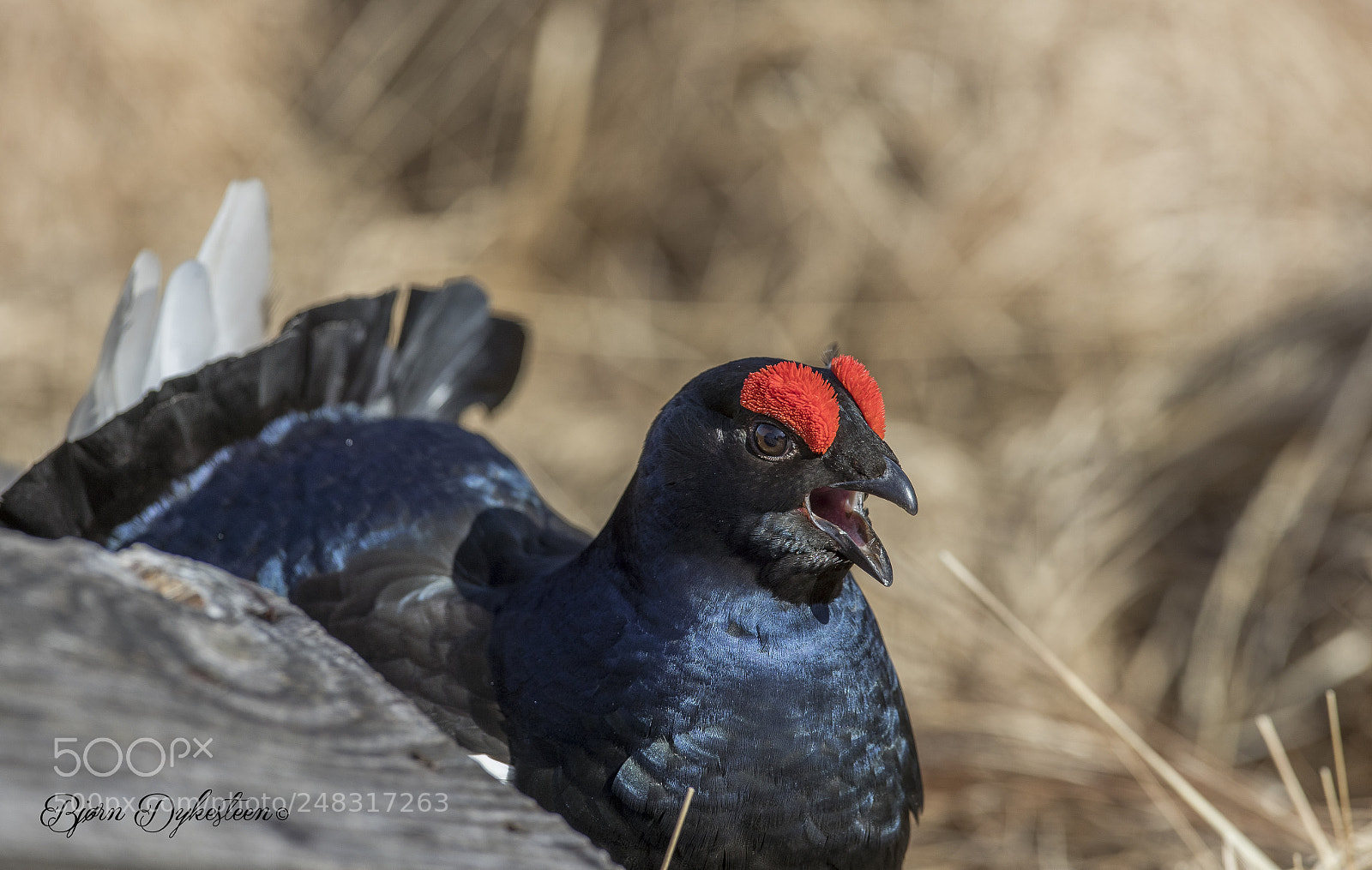 Canon EOS-1D X Mark II sample photo. Crazy black grouse photography