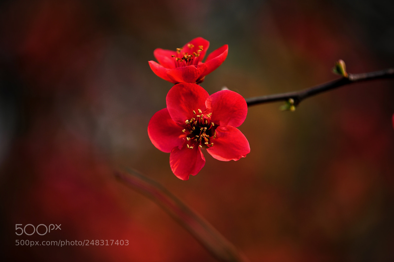 Nikon D850 sample photo. Spring flower 05 photography