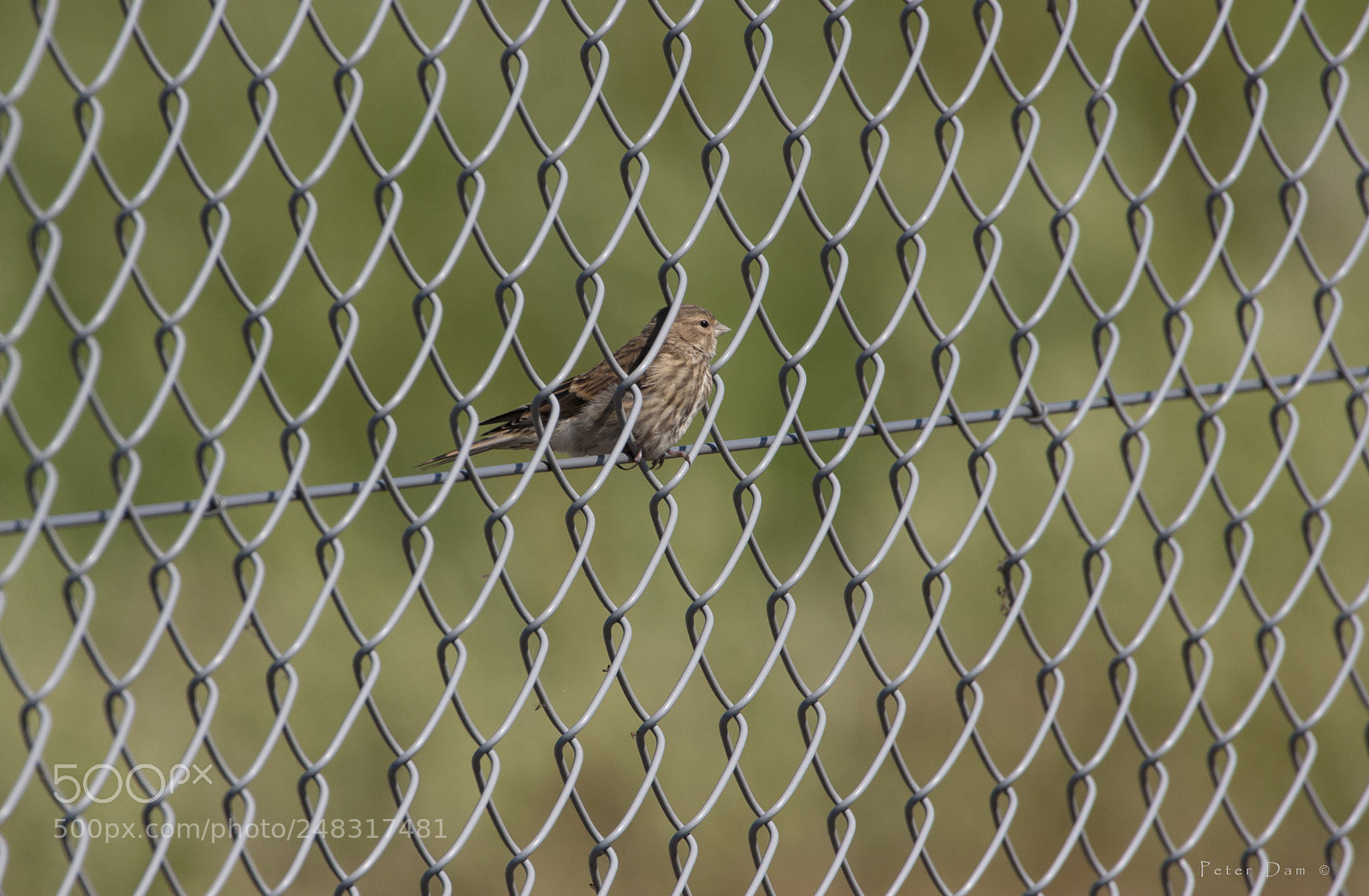 Canon EOS 40D sample photo. Free as a bird photography
