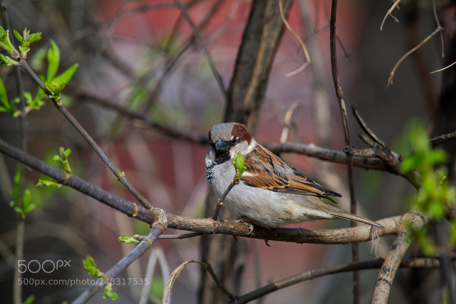 Nikon D3100 sample photo. Mr. sparrow photography