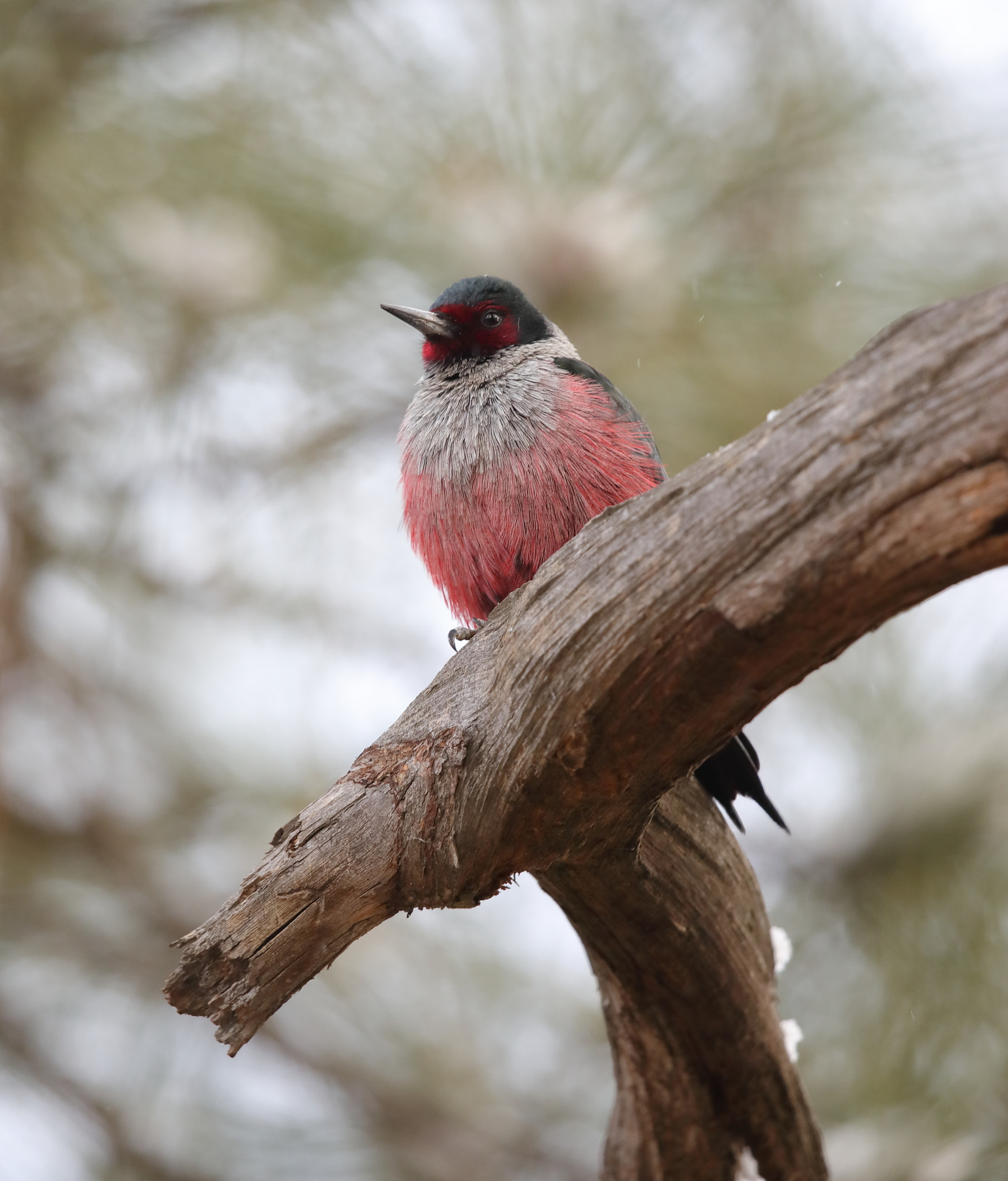 Canon EOS 5D Mark IV + Canon EF 500mm F4L IS II USM sample photo. Lewis's woodpecker photography