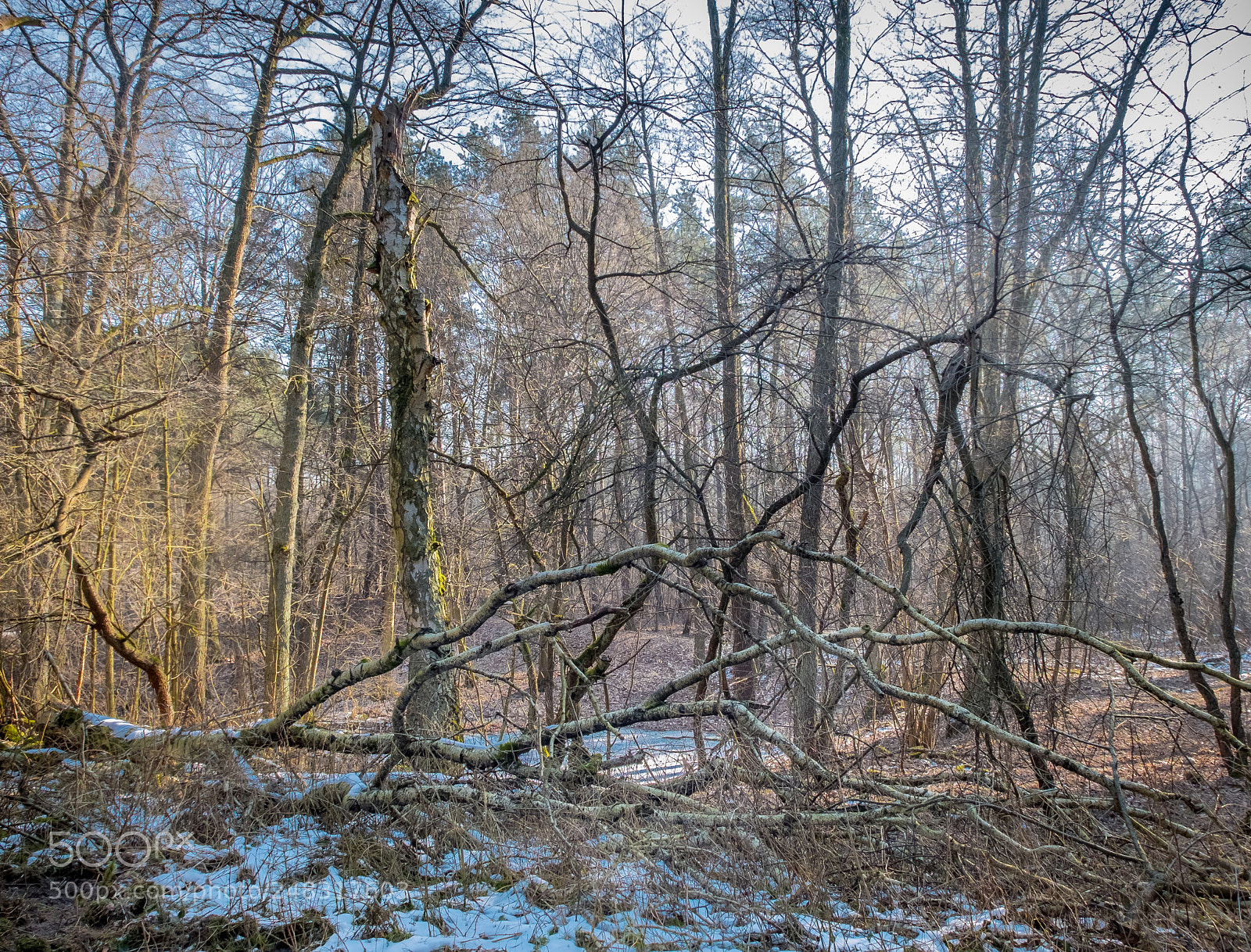 Fujifilm X30 sample photo. Forest #2 photography