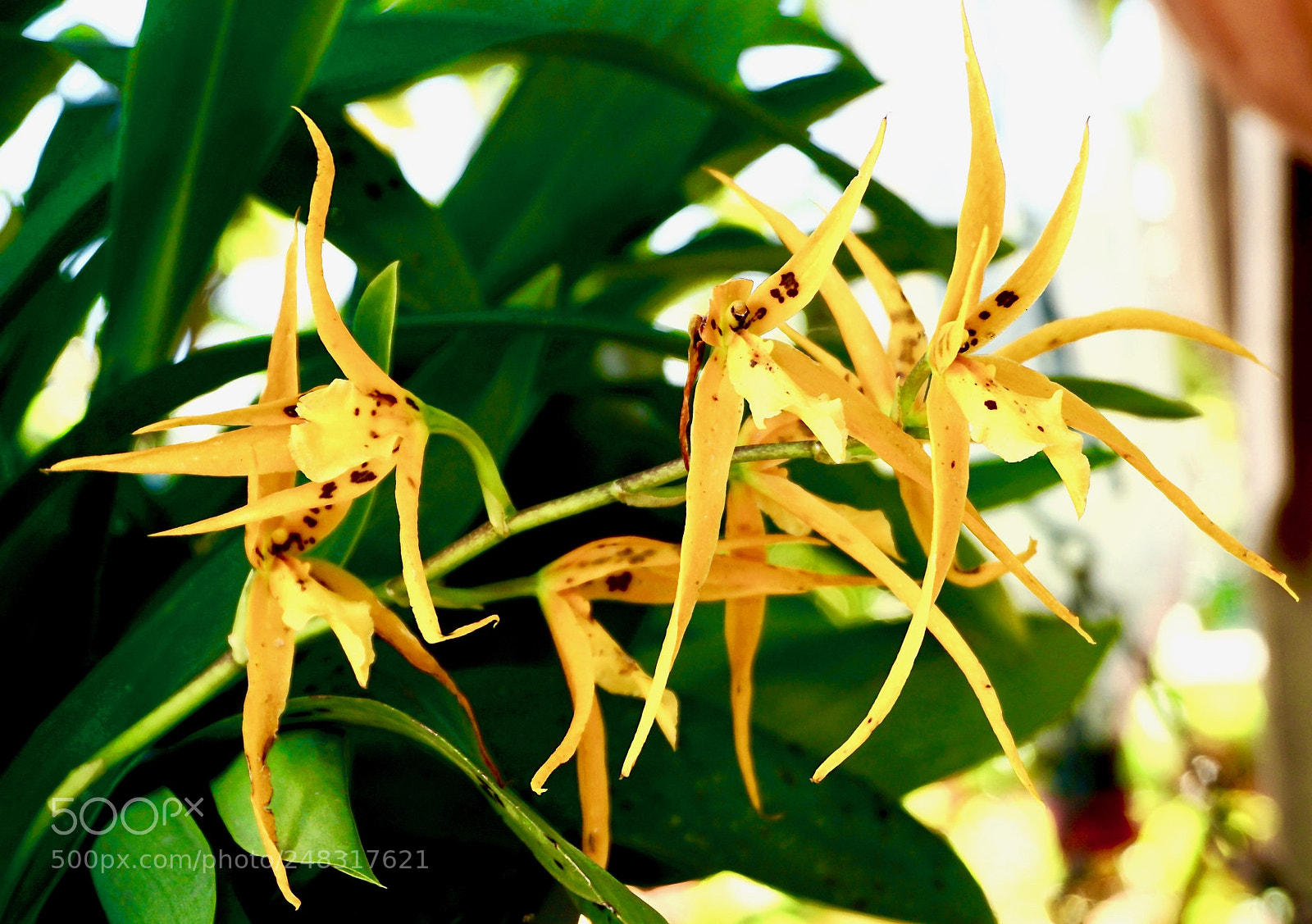 Sony a6300 sample photo. A flower photography