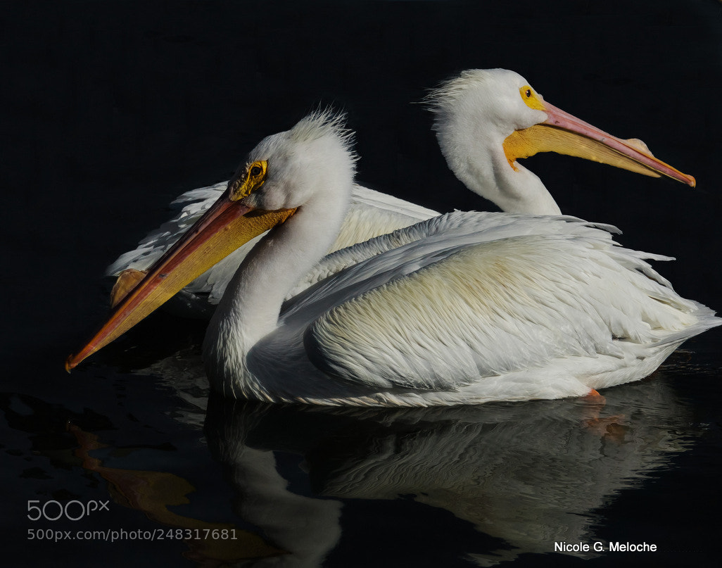 Sony Cyber-shot DSC-RX10 III sample photo. White pelicans photography