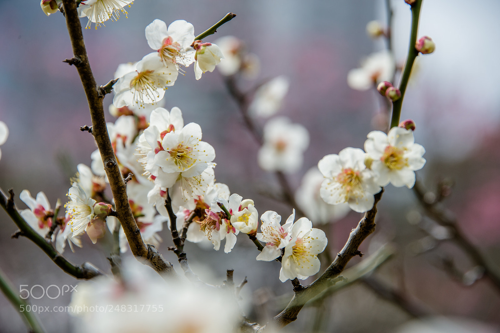 Nikon D4 sample photo. Sakura photography