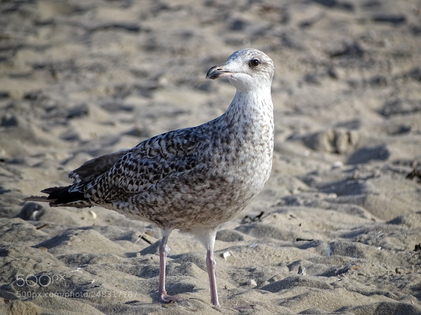 Sony Cyber-shot DSC-HX400V sample photo. Sea bird photography