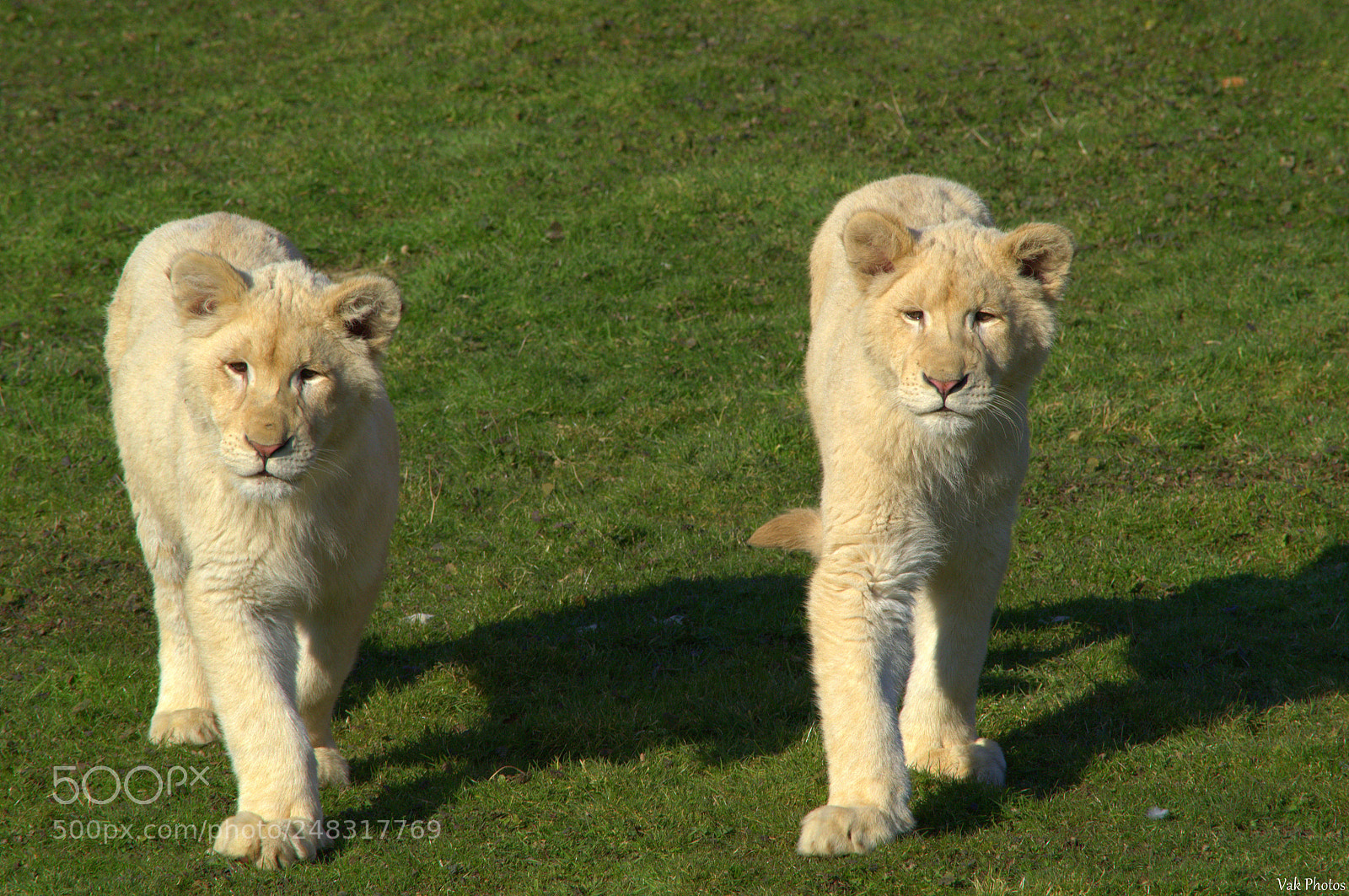 Nikon D3100 sample photo. Young white lionesses photography
