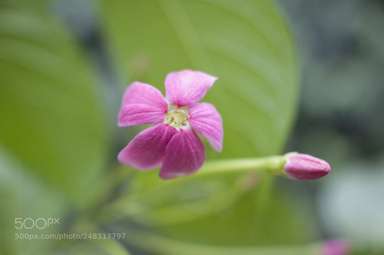 Canon EOS 600D (Rebel EOS T3i / EOS Kiss X5) sample photo. Flower and bud photography
