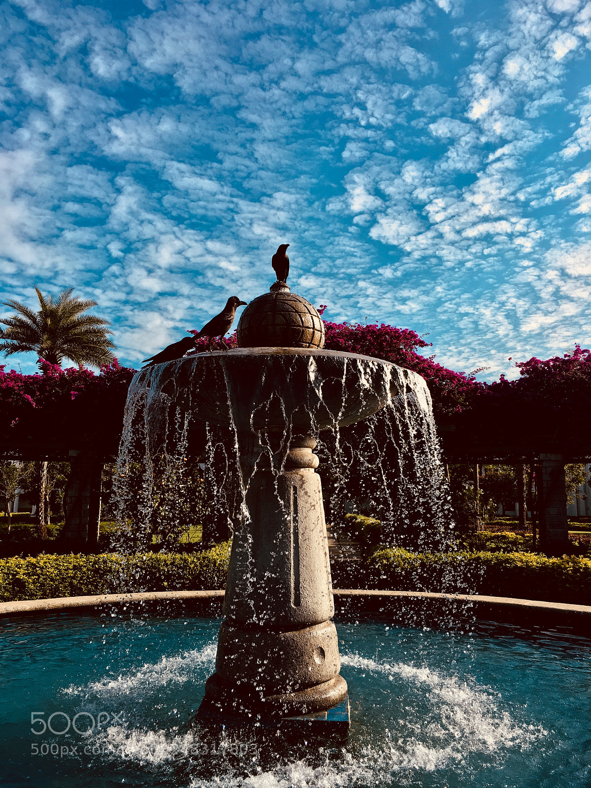 Apple iPhone 6s Plus sample photo. Untitled photography