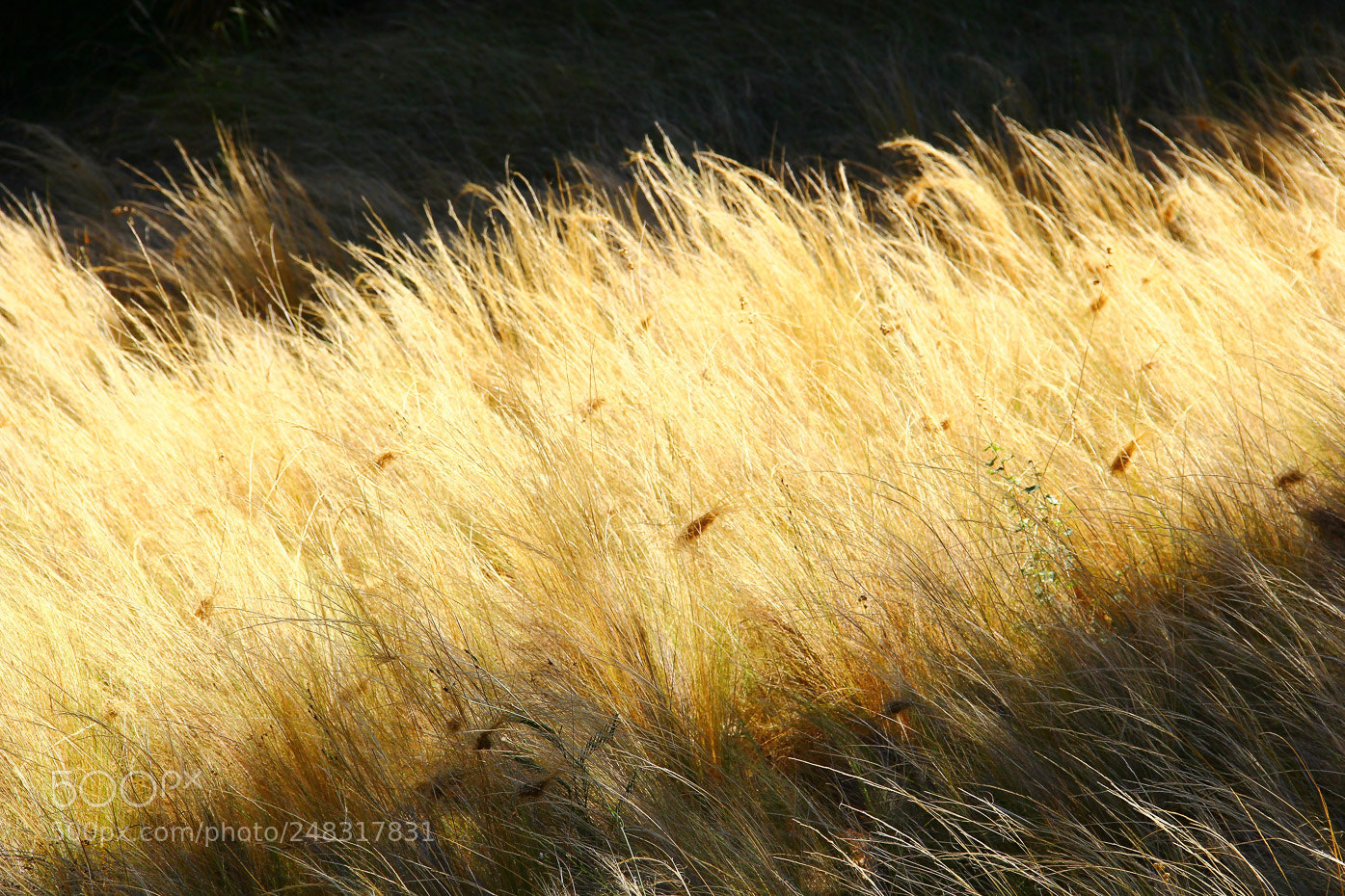 Canon EOS 550D (EOS Rebel T2i / EOS Kiss X4) sample photo. The hairs of the photography
