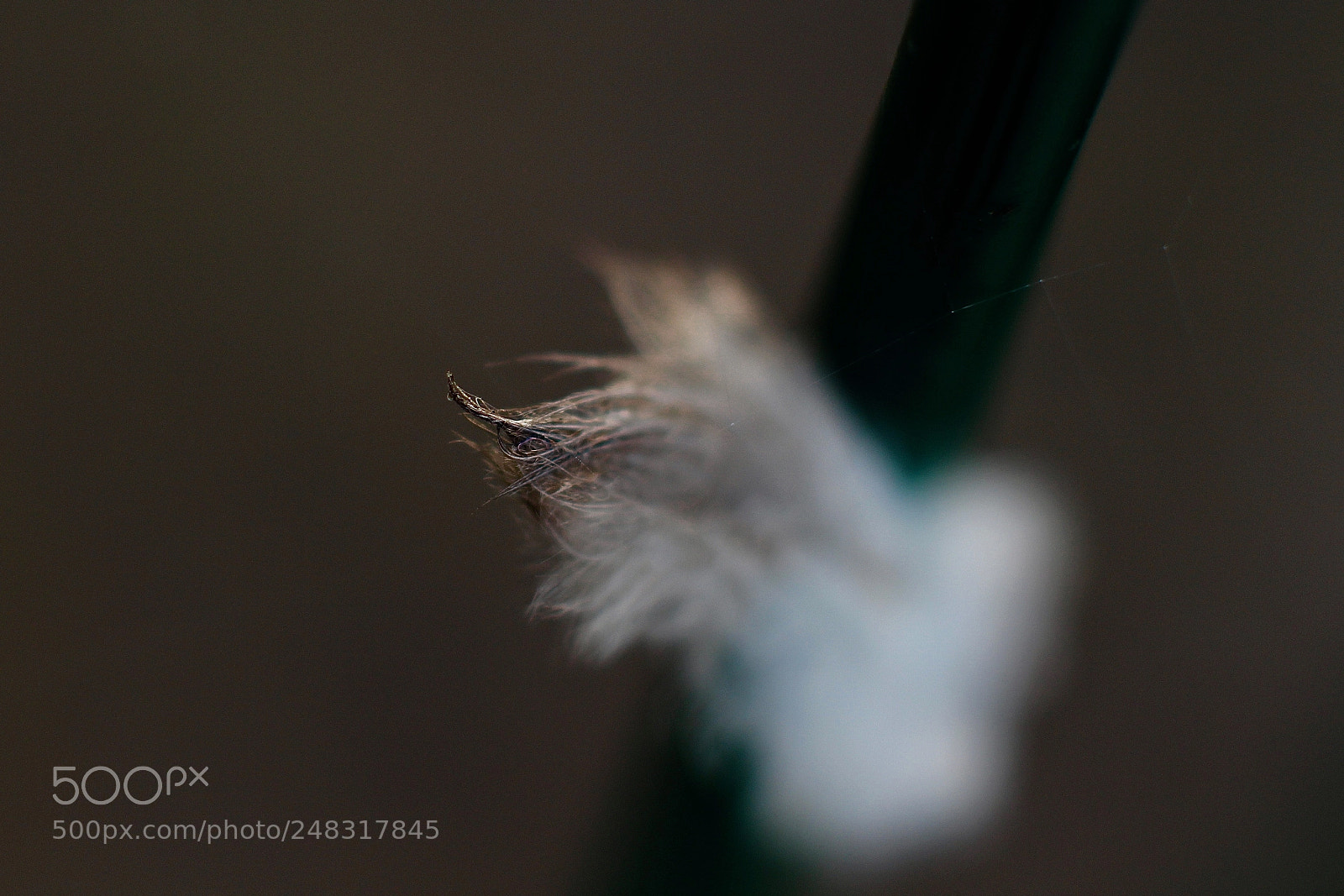 Canon EOS 700D (EOS Rebel T5i / EOS Kiss X7i) sample photo. 20180305_makro photography