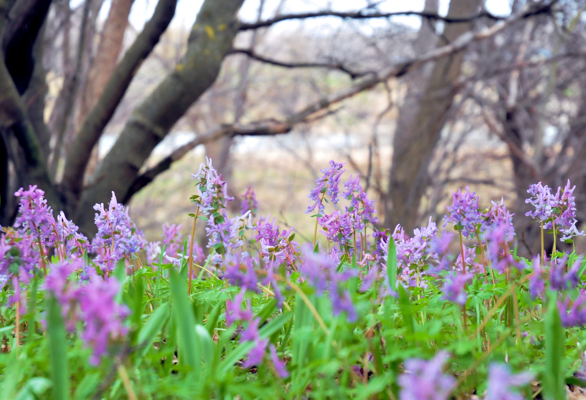 Nikon D300 sample photo. () photography