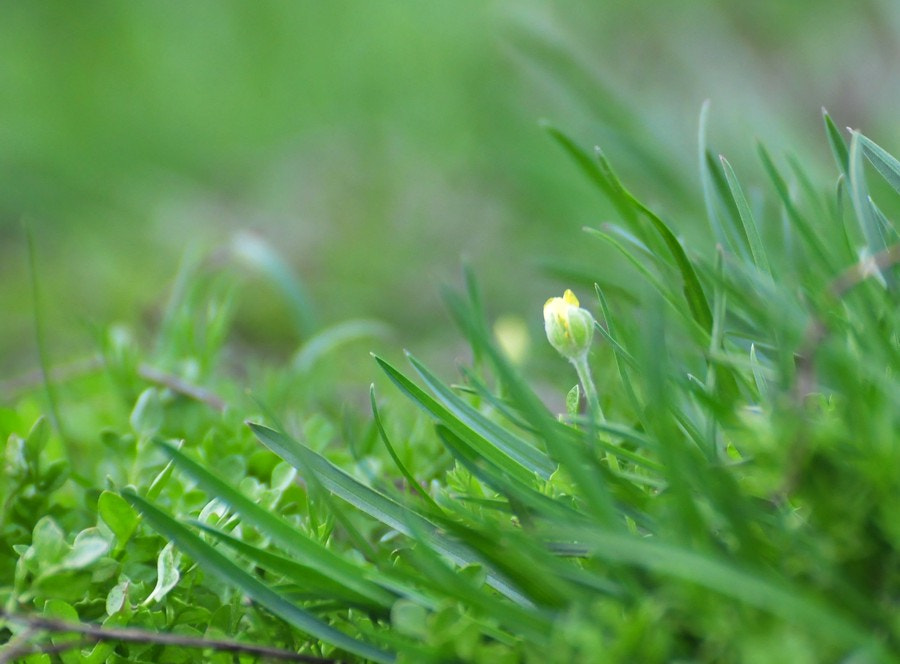 Nikon D300 sample photo. — копия photography