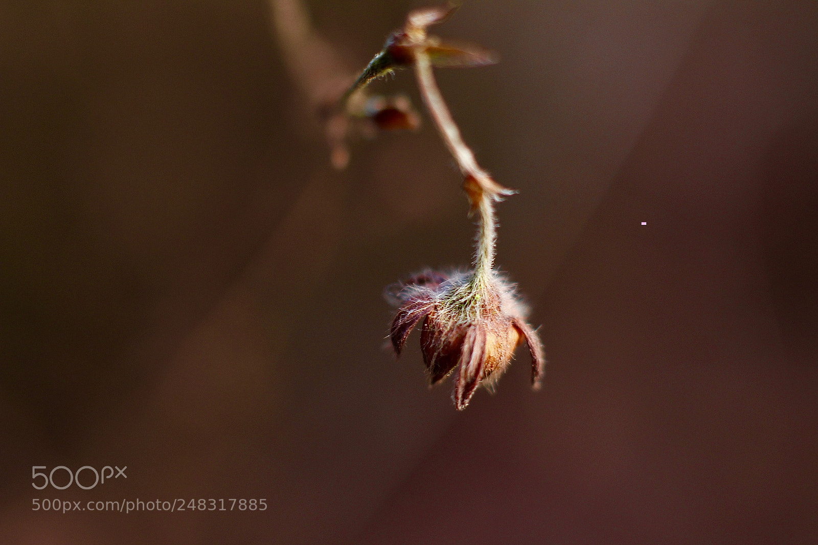Canon EOS 700D (EOS Rebel T5i / EOS Kiss X7i) sample photo. 20180305_makro photography